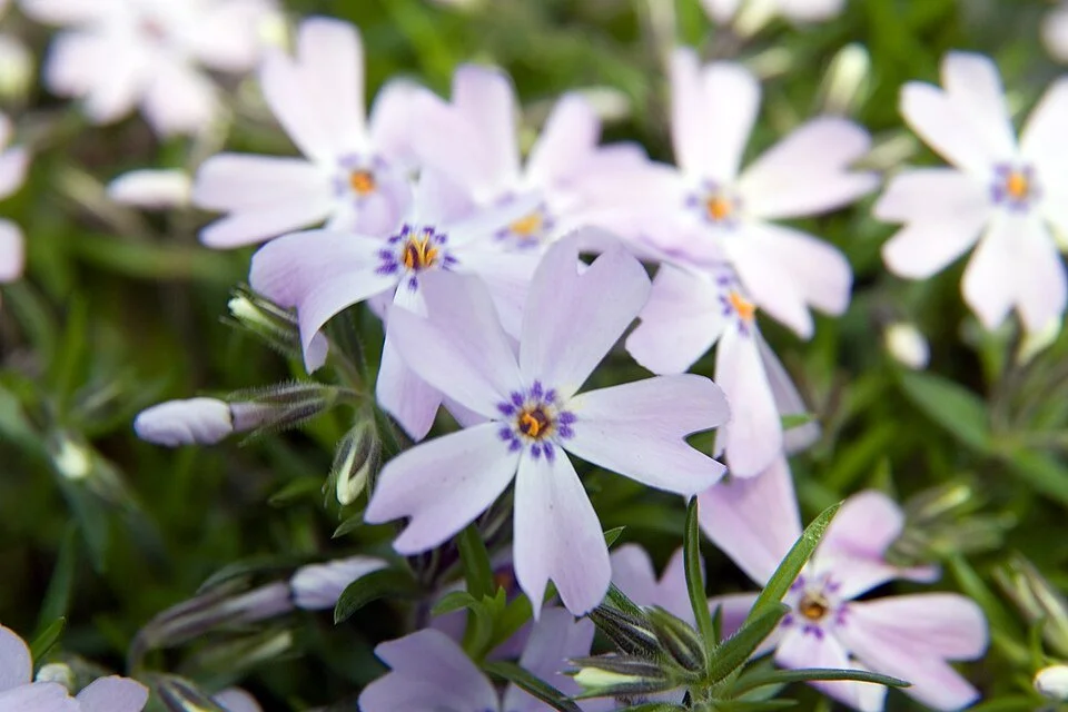 Phlox_subulata_Emerald_Blue_16zz.jpg