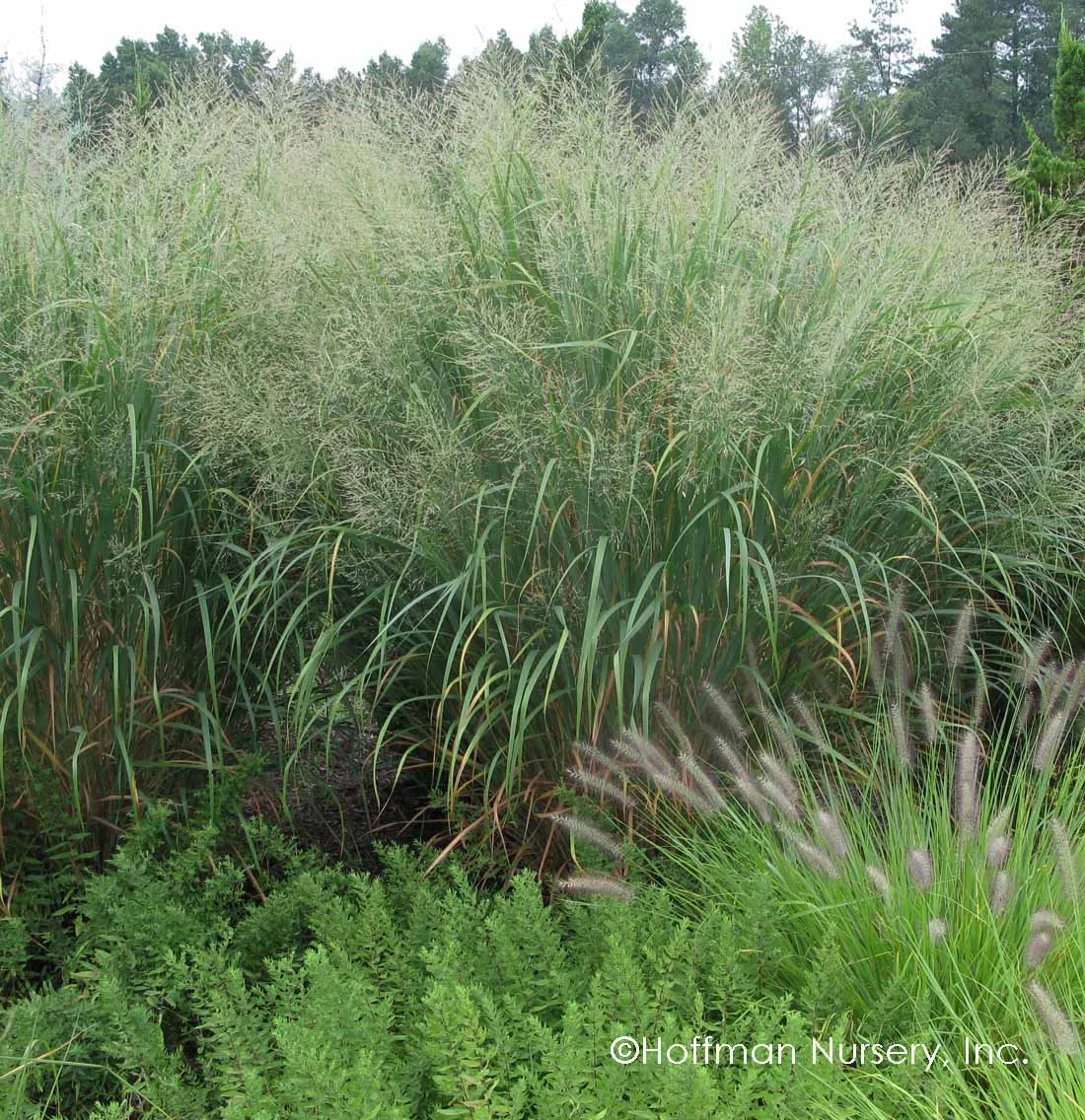 Panicum_Thundercloud_02.jpg