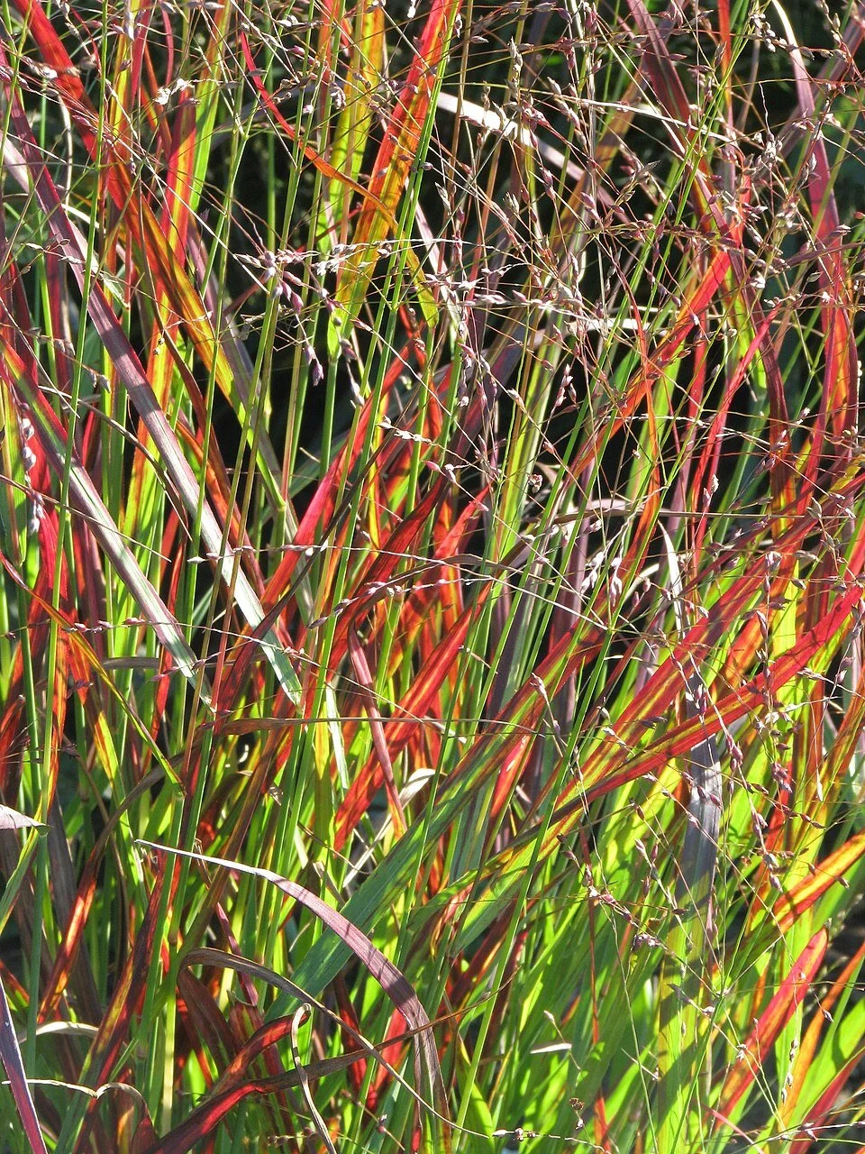 Panicum_virgatum_Shenandoah_-_Flickr_-_peganum.jpg
