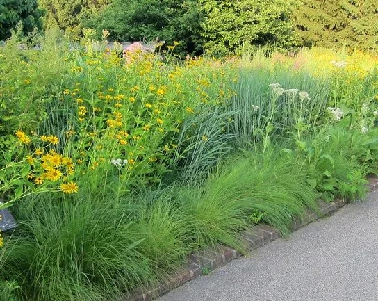 prairie dropseed planting.jpg