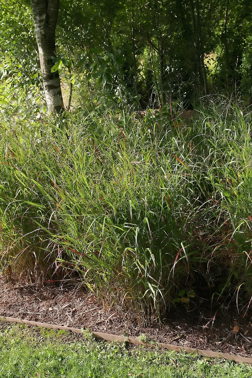 Panicum_virgatum_Shenandoah_11zz.jpg