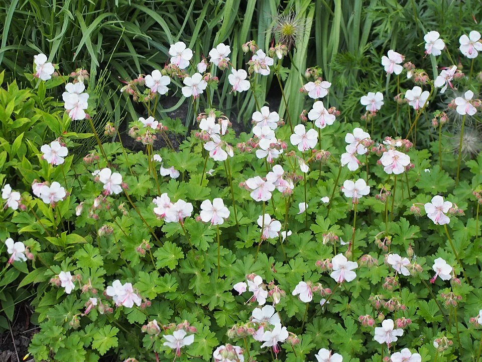 Geranium_x_cantabrigiense_'Biokovo'_Bodziszek_kantabryjski_2019-05-24_01.jpg