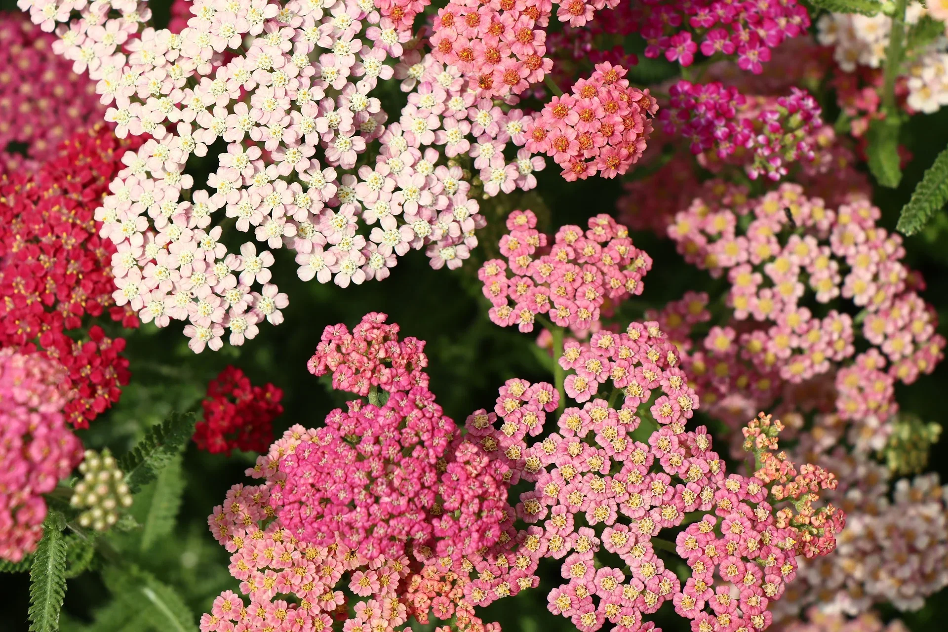 yarrow-7334692_1920.webp