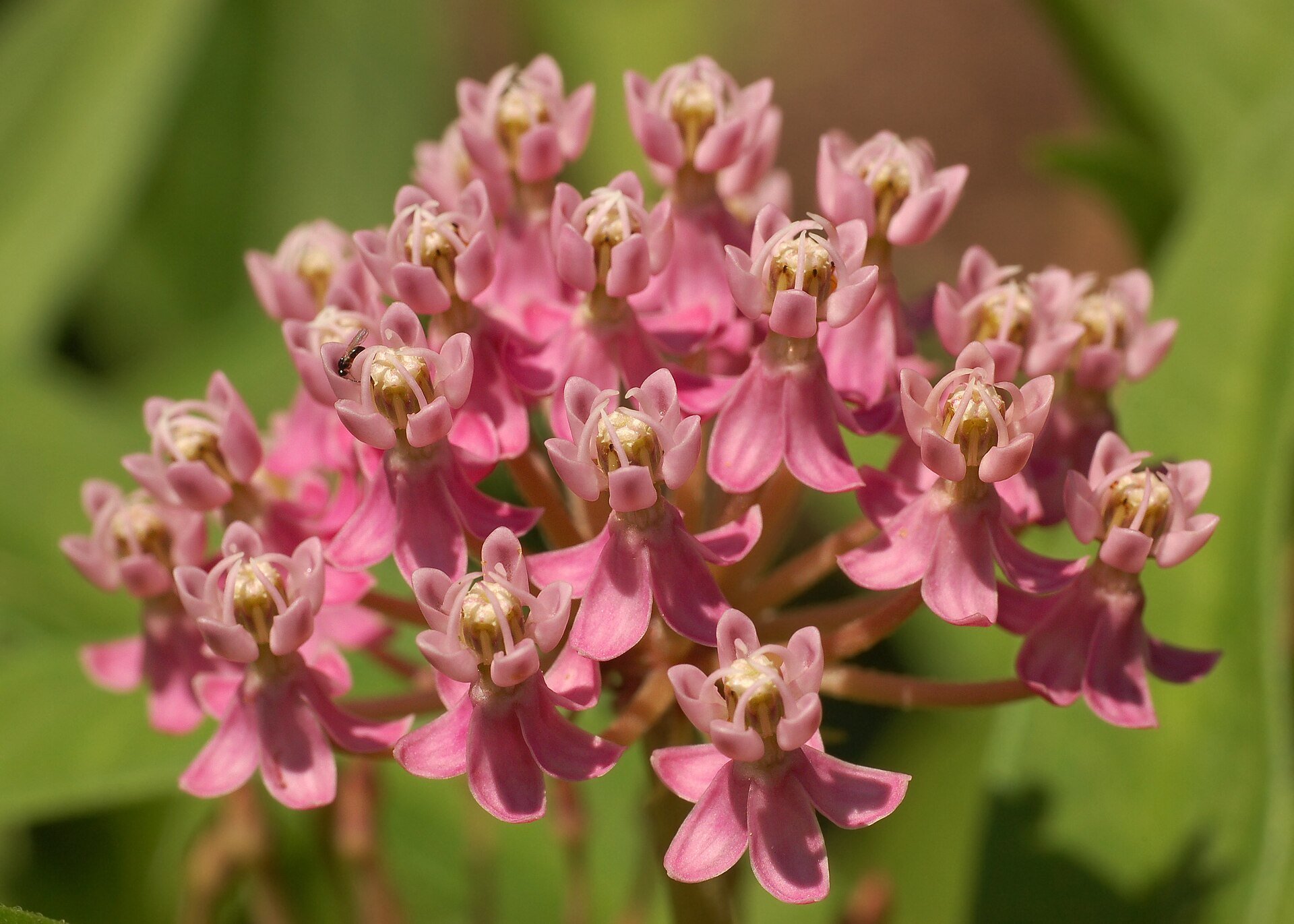 Swamp_Milkweed_Asclepias_incarnata_Flowers_Closeup_2800px.jpg