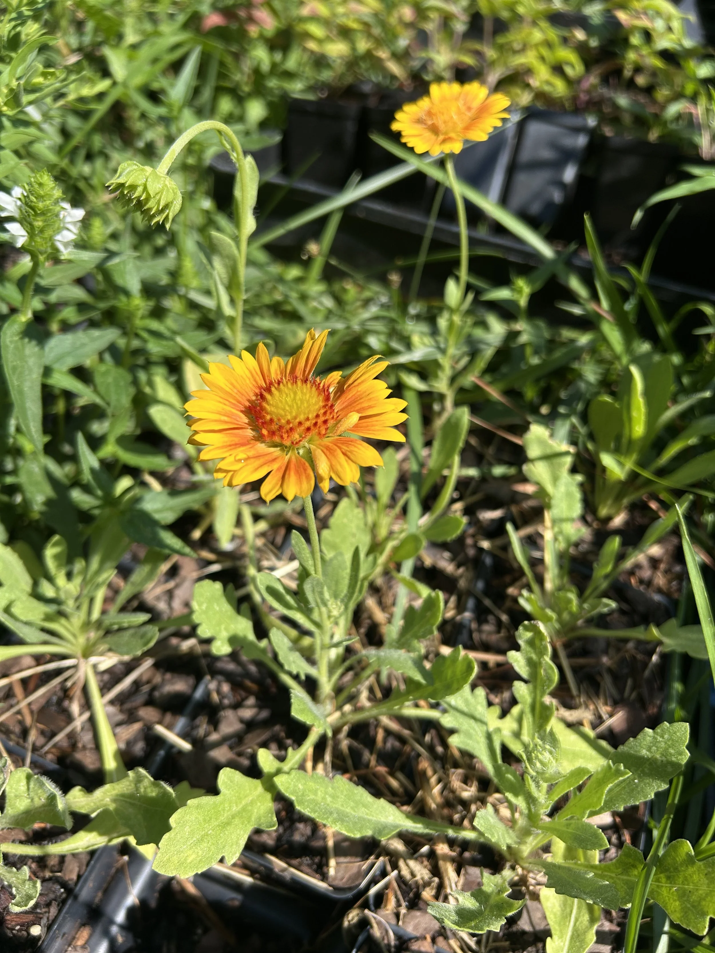 IMG_8176 4.jpeg