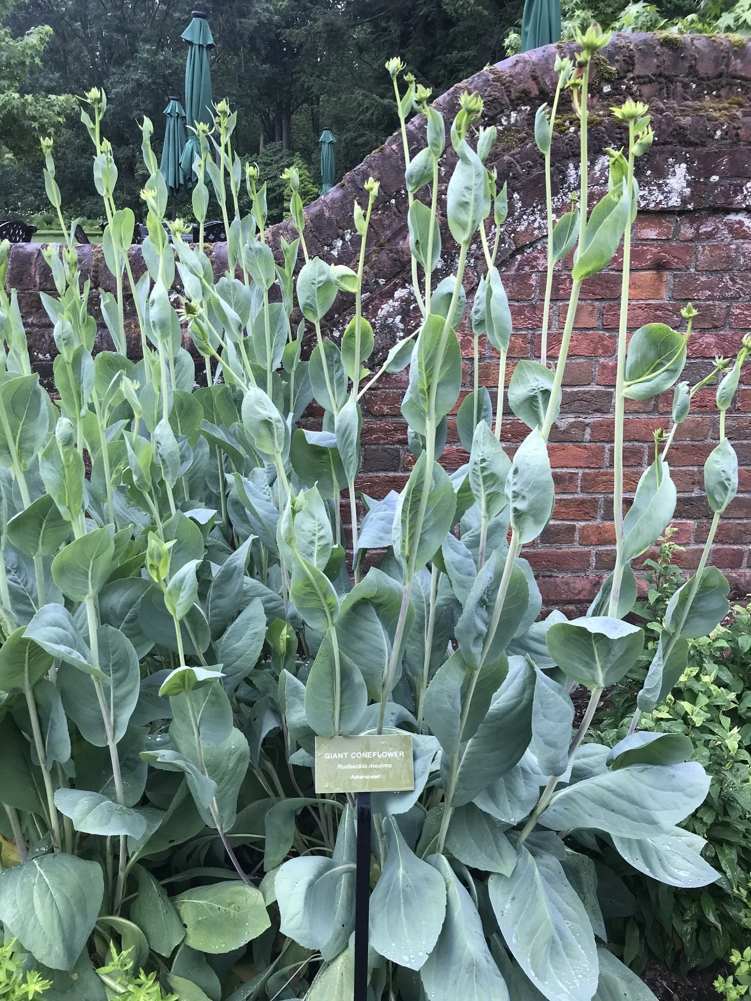 cabbage leaf coneflower.jpg