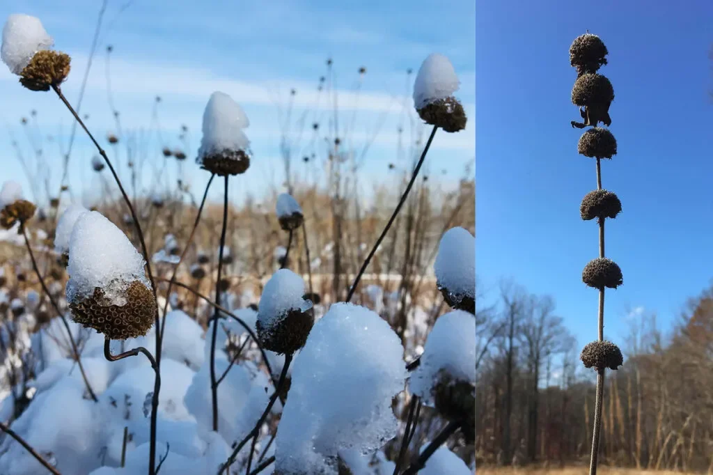 Mints-In-Winter_Combined_Image1and3-1024x682-4025832085.webp