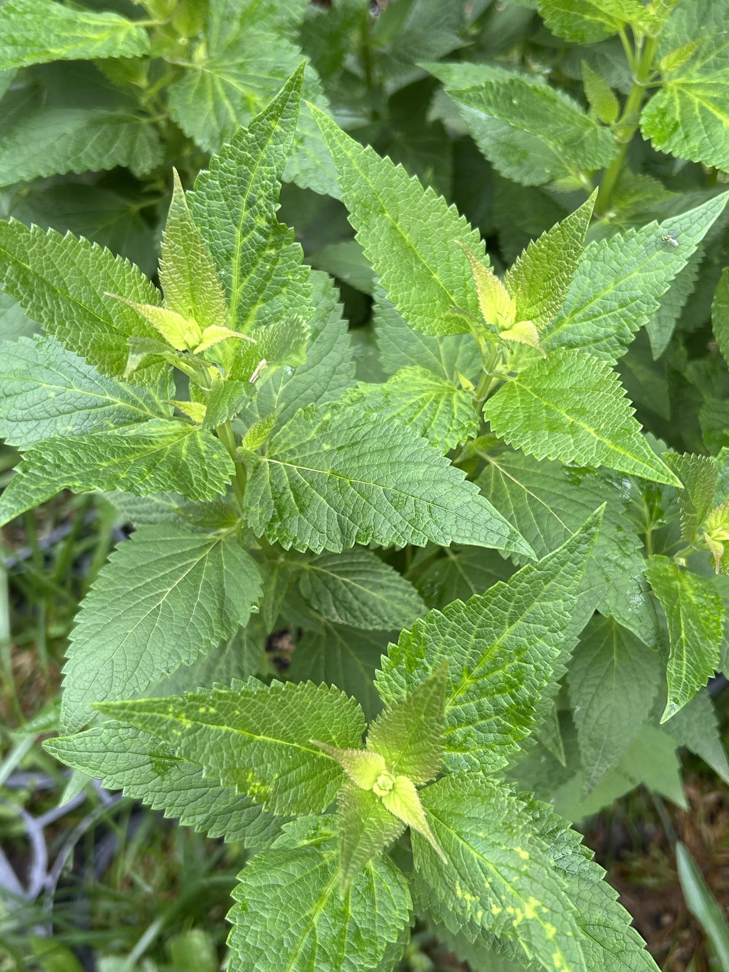 blue fortune agastache.jpg