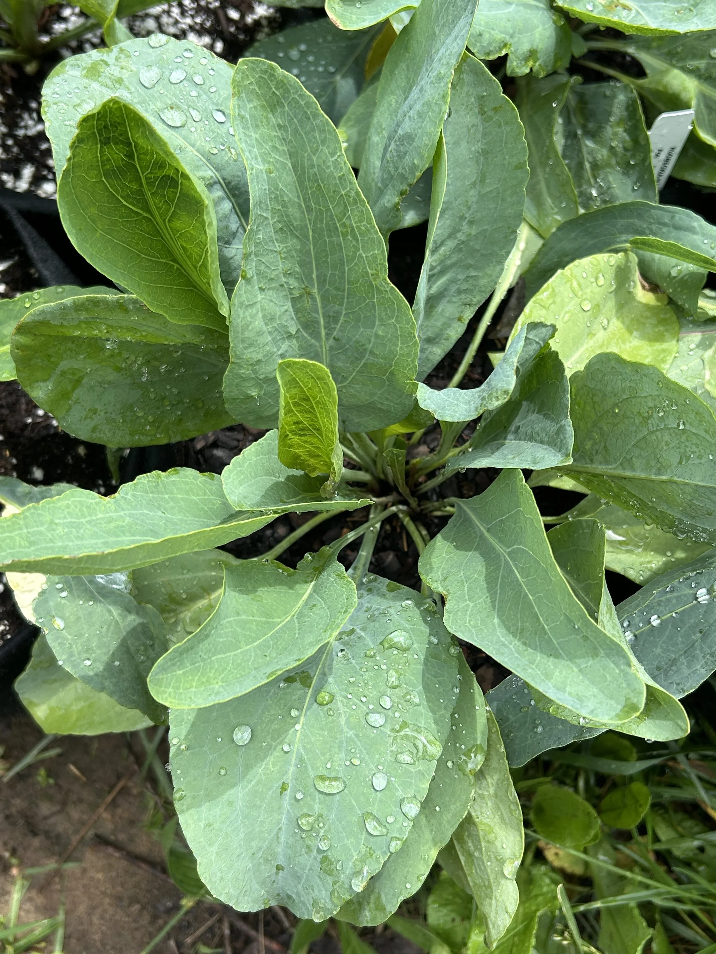 rudbeckia maxima.jpeg
