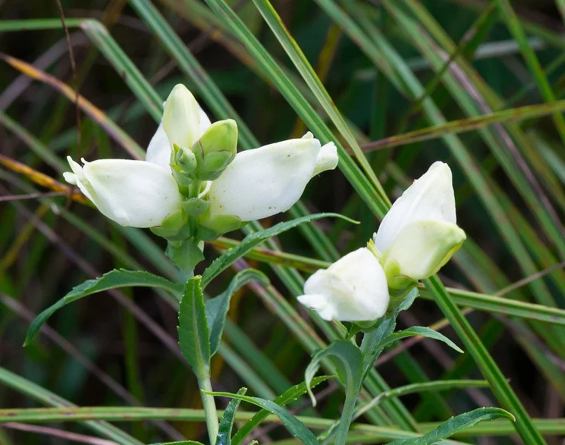 white turtlehead.jpg