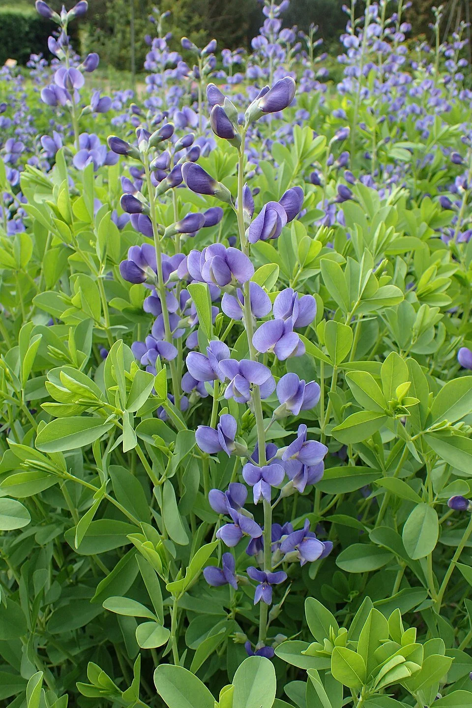 Baptisia_australis_kz04.jpg