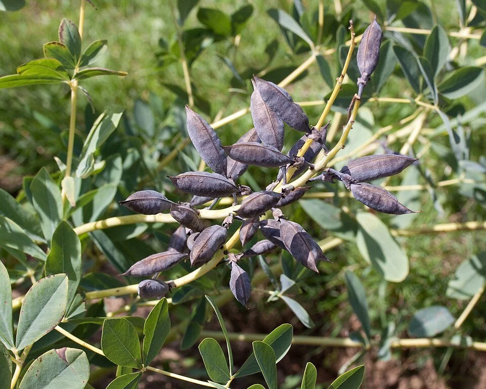 Baptisia_australis_-_seeds.jpg
