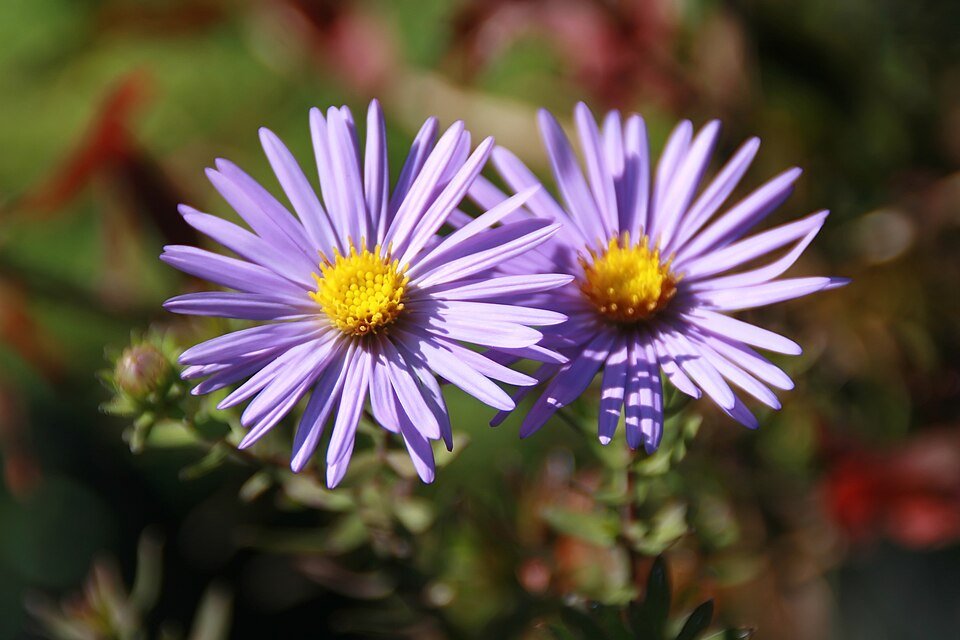 Aster_oblongifolius_Raydons_Favorite_1zz.jpg