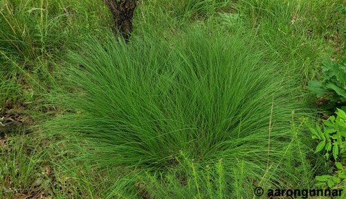 prairie dropseed.jpg