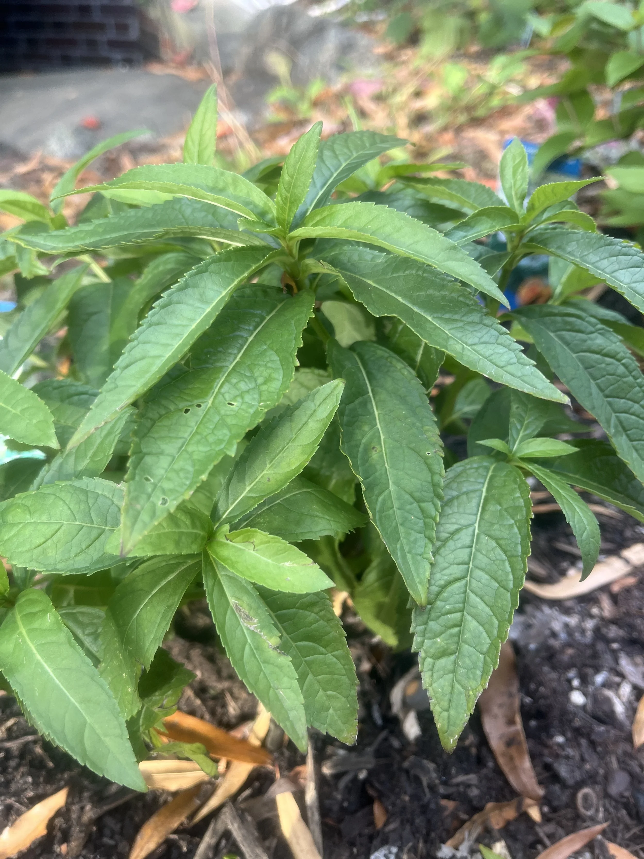 Chelone_glabra.jpg