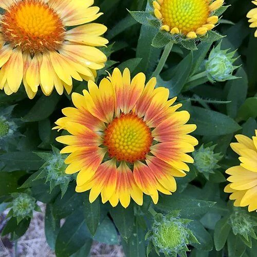 500px-Gaillardia_'Arizona_Apricot'_IMG-4360.jpg