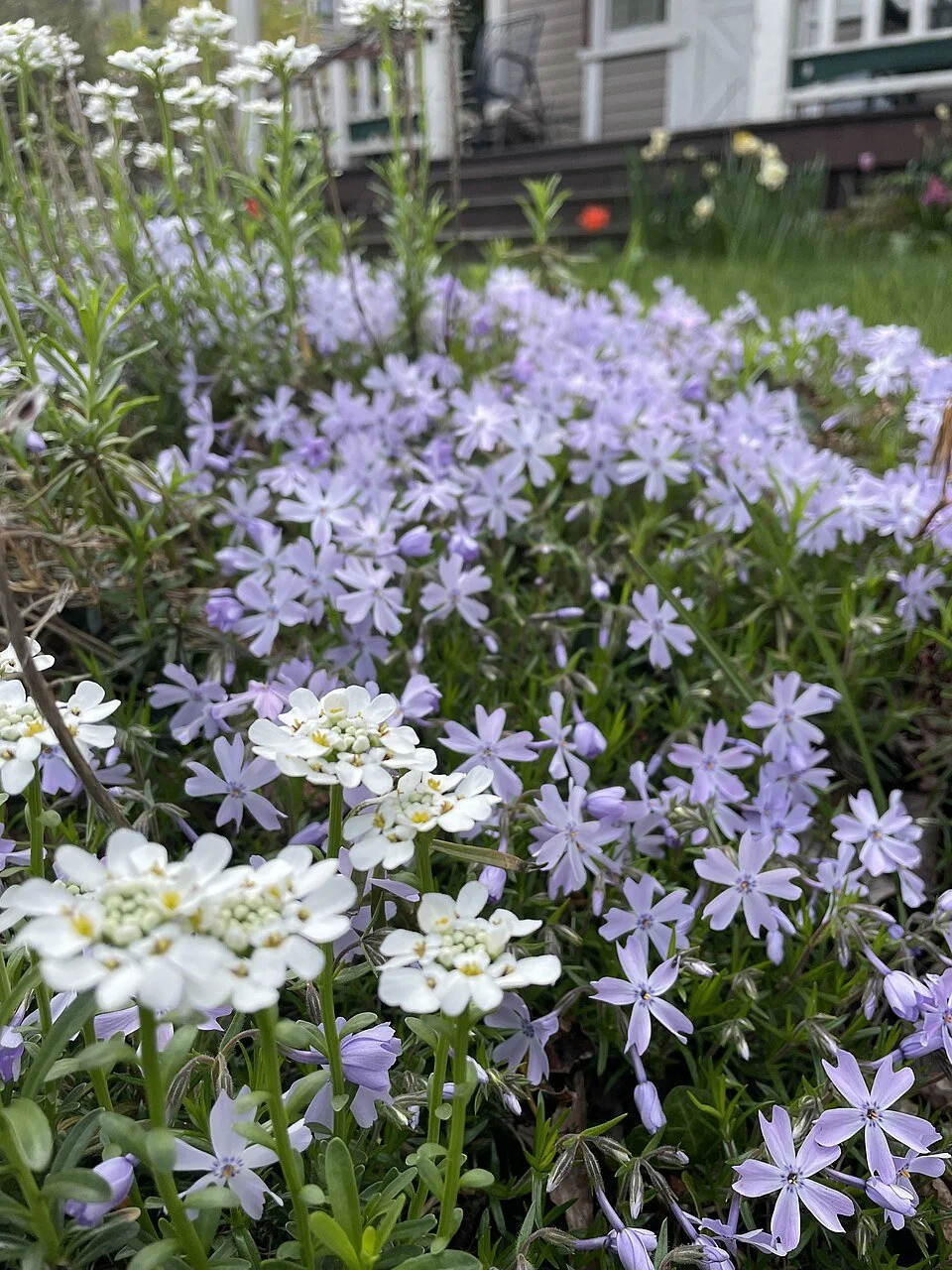 Creeping_Phlox_Kenwood.jpg