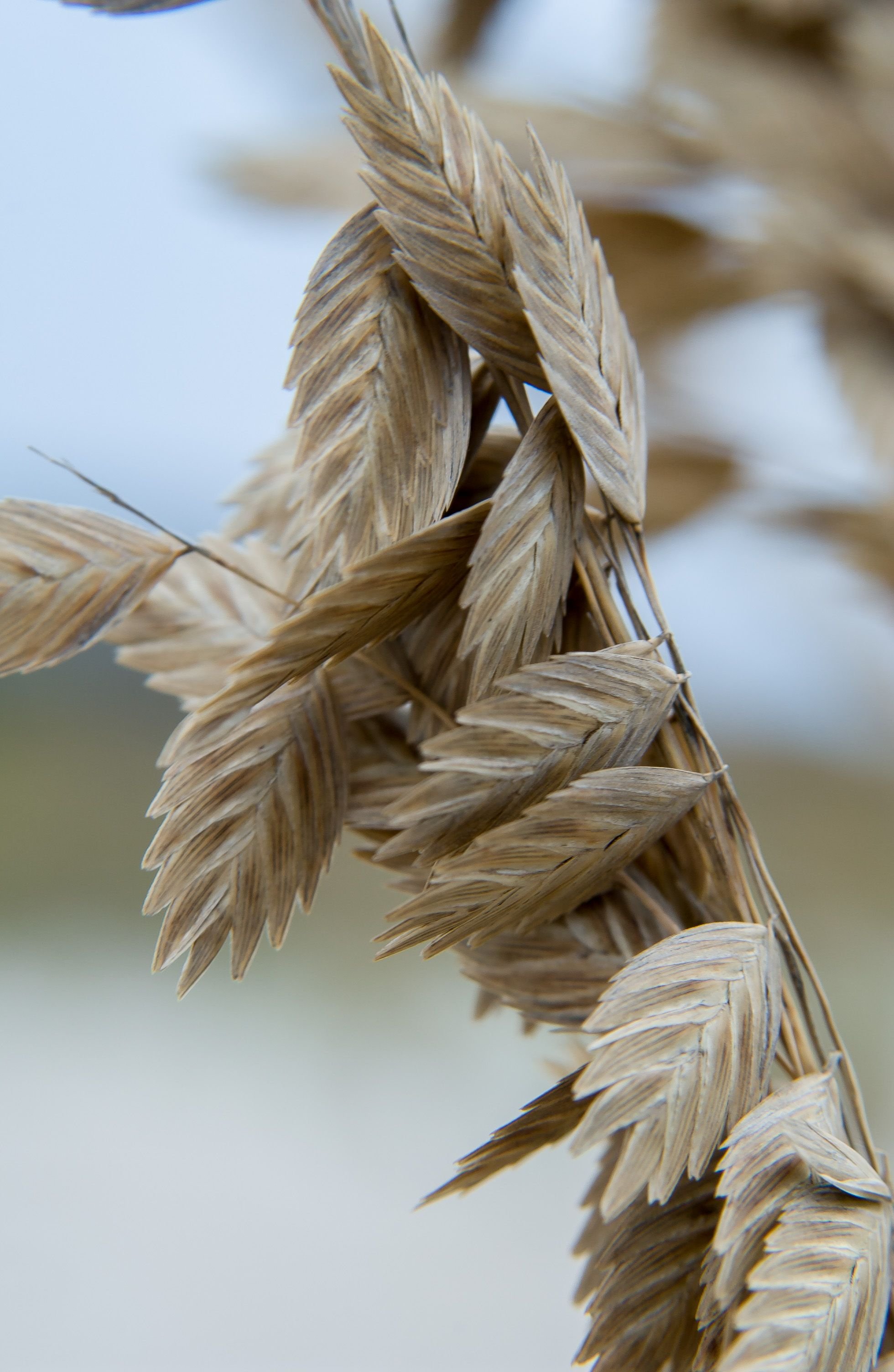 pexels-nc-farm-bureau-mark-2466802.jpg