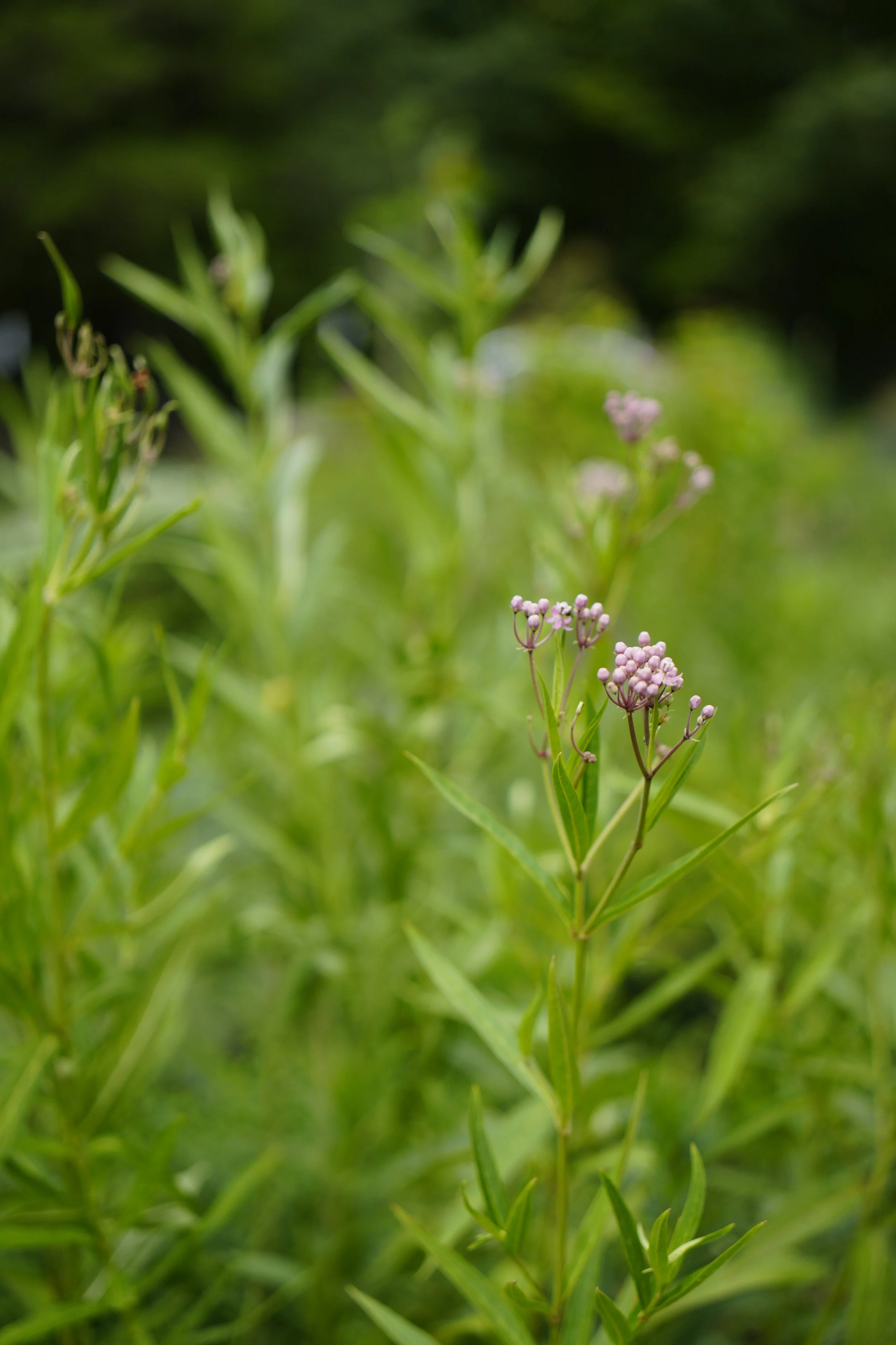Asclepias incarnata - Swamp Milkweed