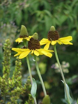 rudbeckia maxima flower.jpg