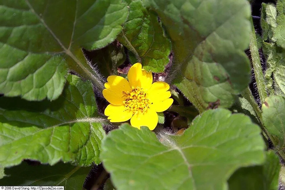 Chrysogonum_virginianum_Pierre_1zz.jpg