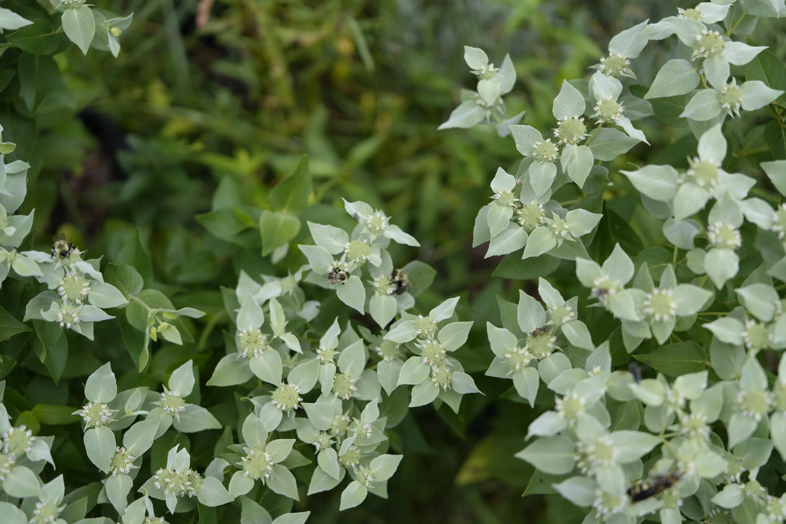 Pycnanthemum muticum - Clutered Mountain Mint, 2 gal.