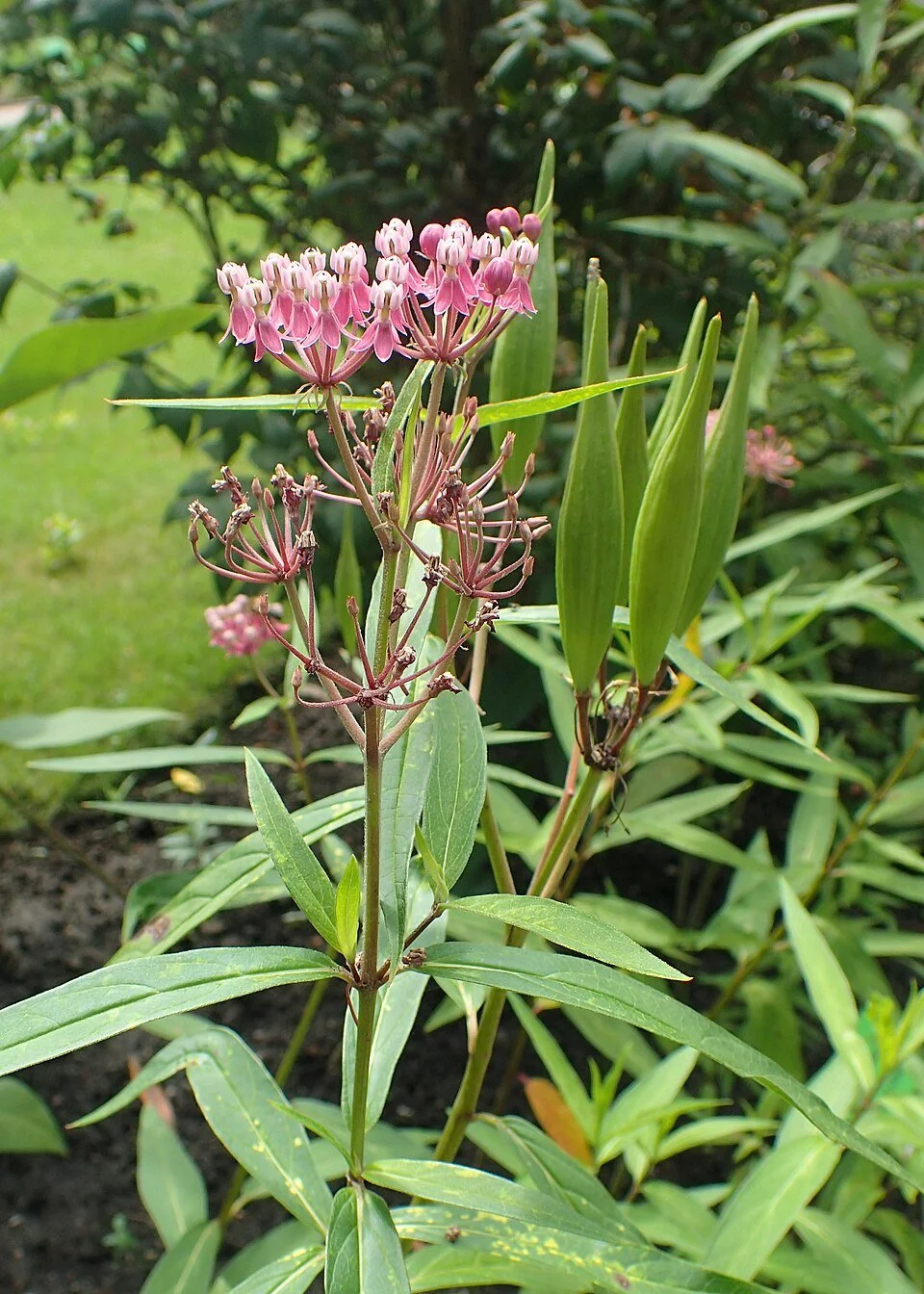 Asclepias_incarnata_kz01.jpg