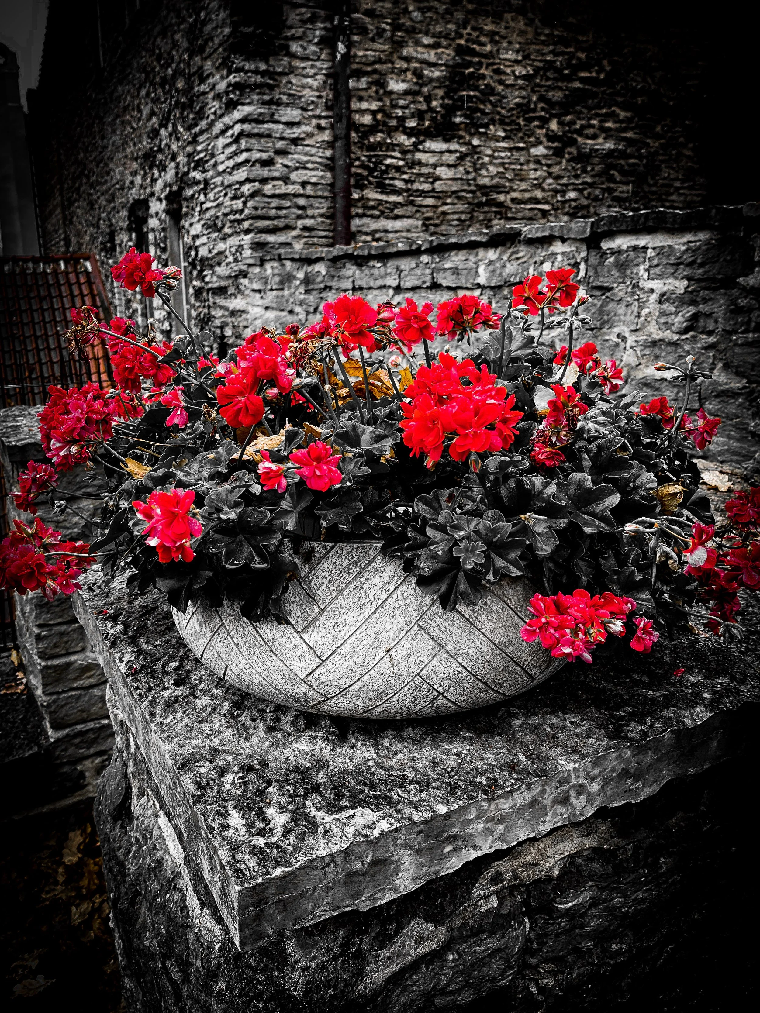 Flowers Bloom in Tallinn