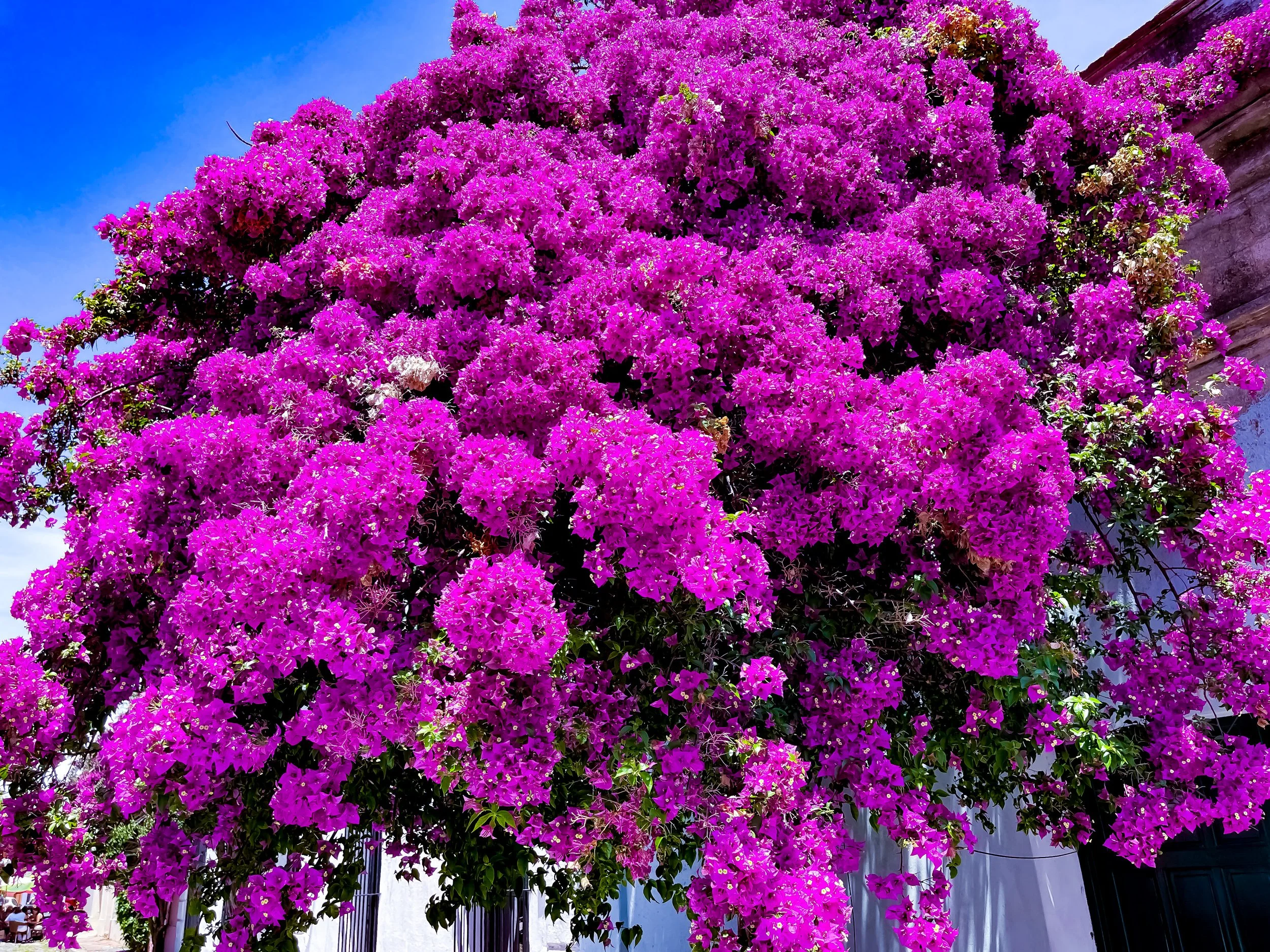 Bougainvillea, Colonia del Sacramento, Uruguay