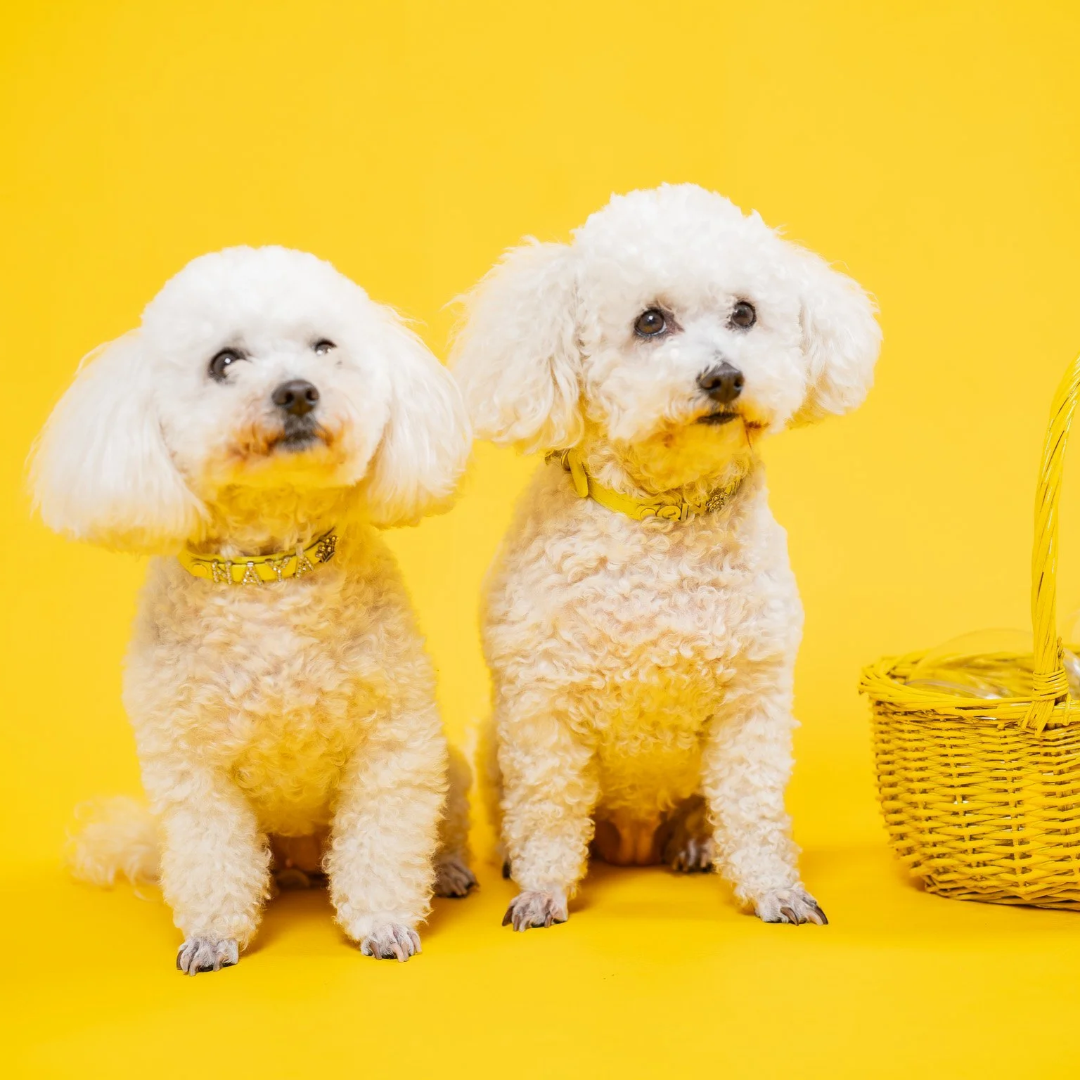 Voilà Concept, estudio fotográfico para perros en Barcelona: fotografía profesional de perros en Gràcia