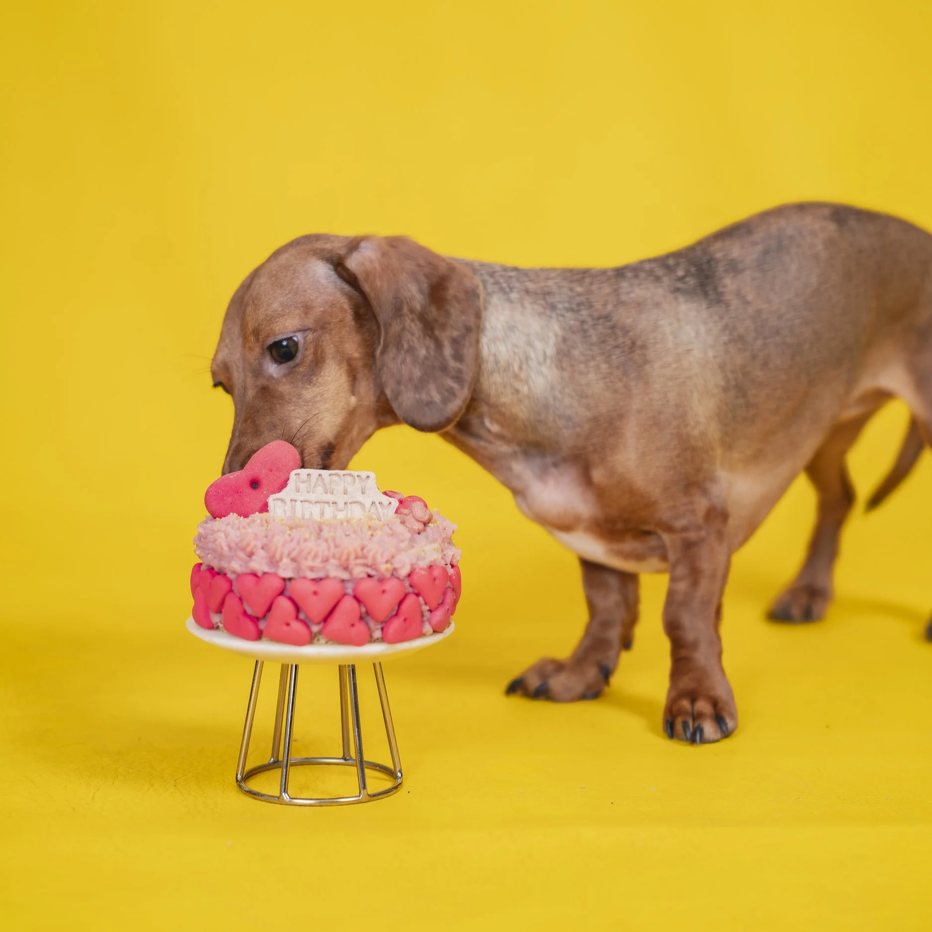 Dog eating birthday cake Barcelona Voilà Concept Store