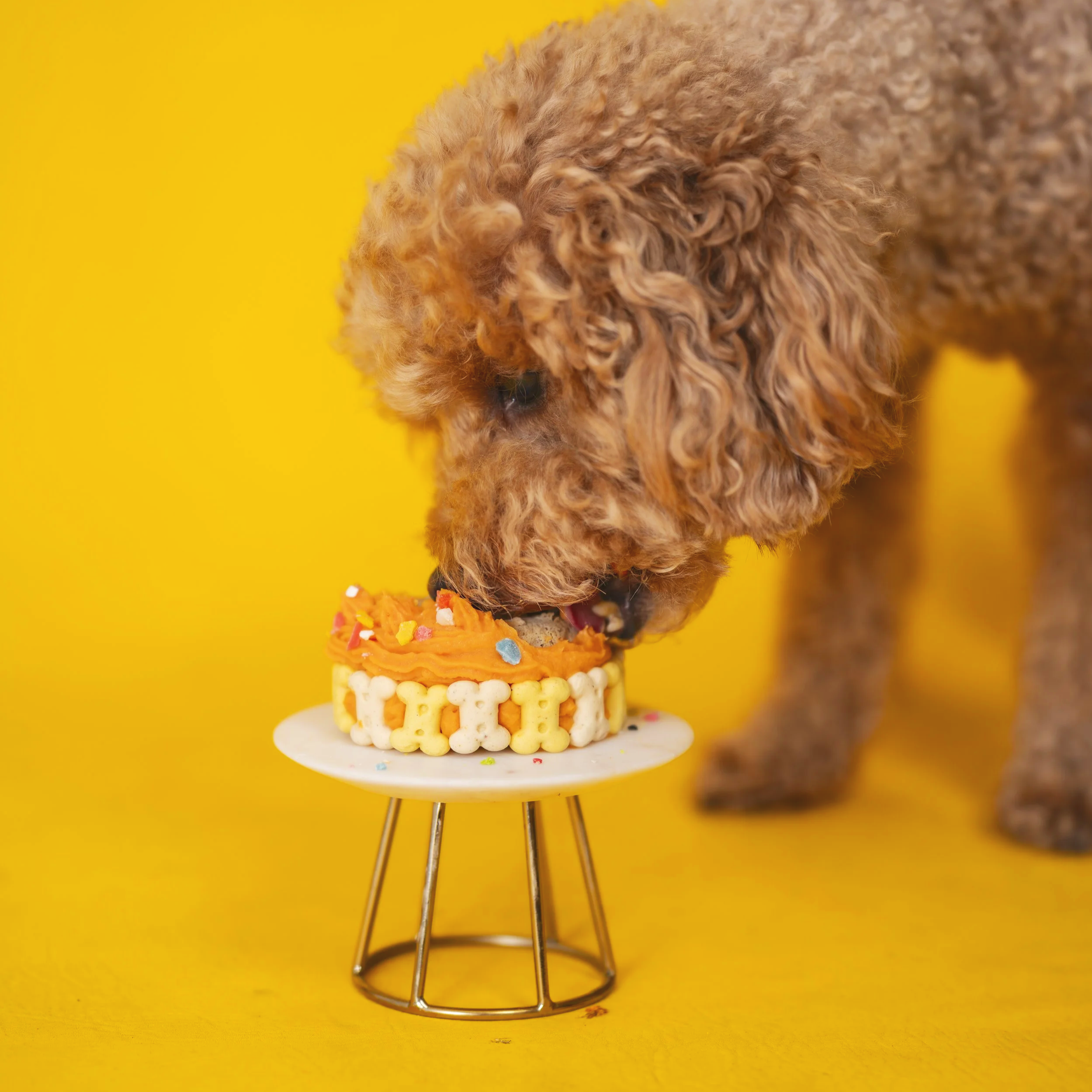Petit gâteau décoré avec un ourson en bonbons, placé sur une plateforme blanche, fond jaune vif.