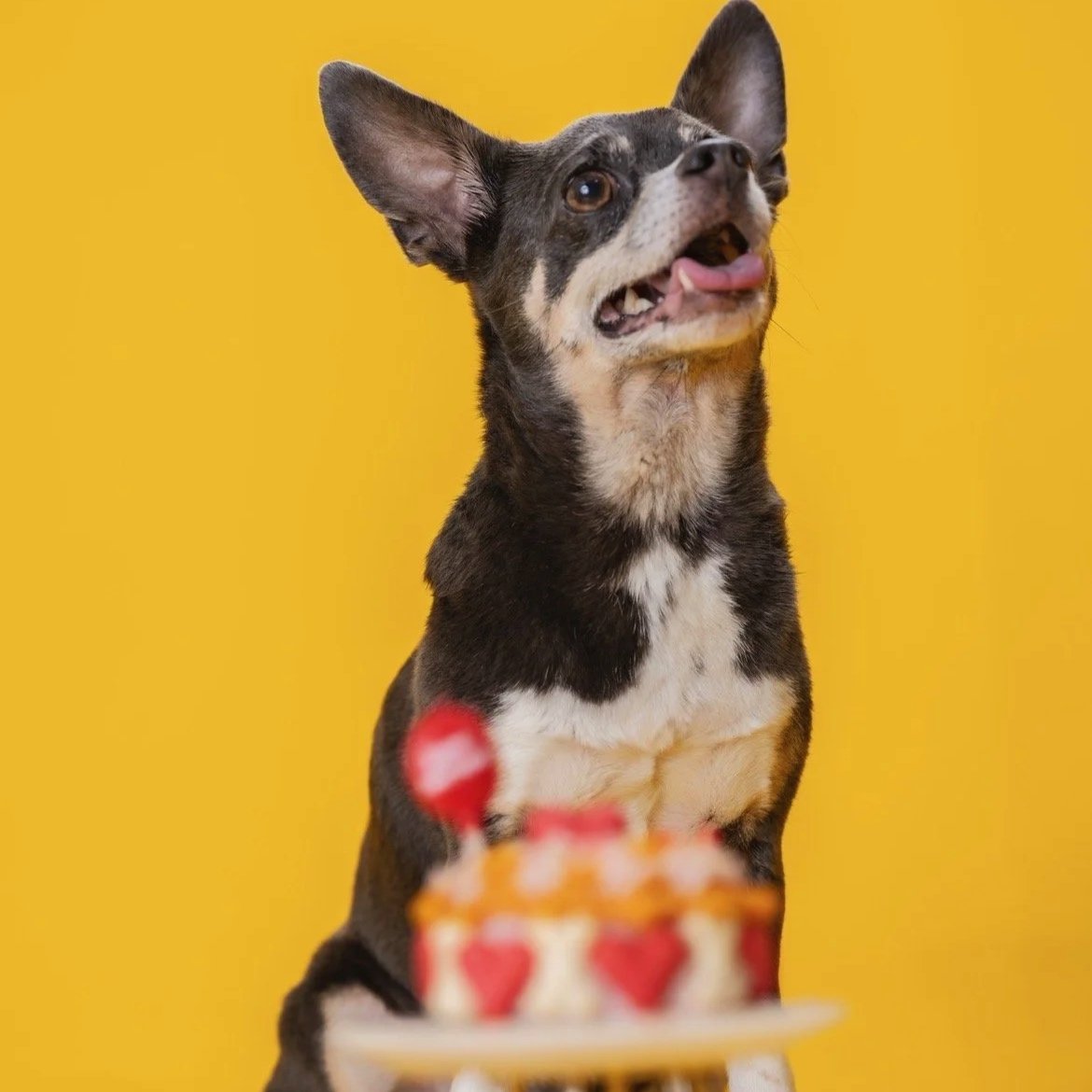 Un chien, un chien de petite taille, avec la langue sortie, devant un gâteau d'anniversaire décoré de cœurs rouges, contre un fond jaune.