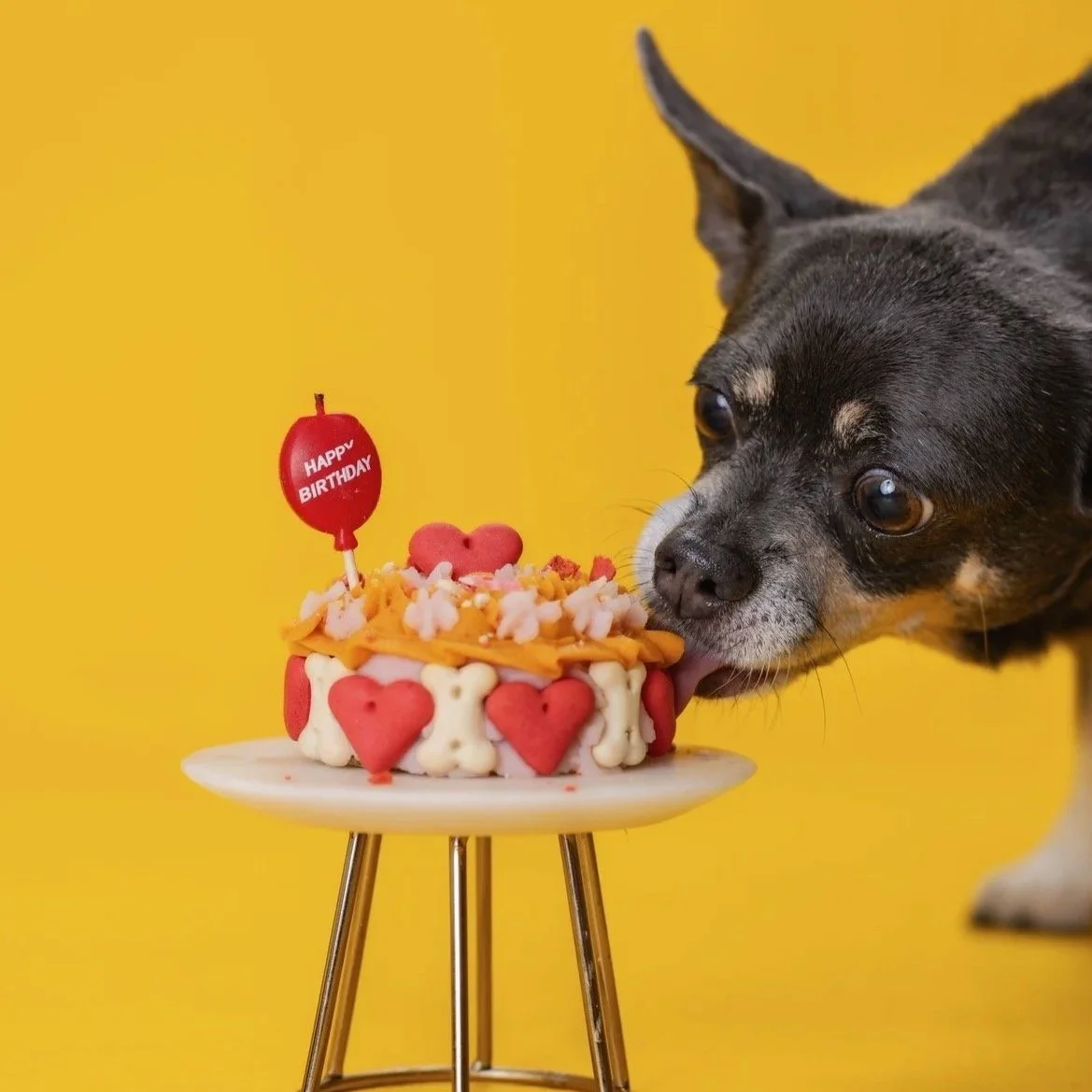 Un chien noir et gris qui lèche un gâteau d'anniversaire décoré de cœurs rouges et blancs, avec un ballon en forme de ballon de baseball rouge portant l'inscription 'Joyeux anniversaire', contre un fond jaune vibrant.