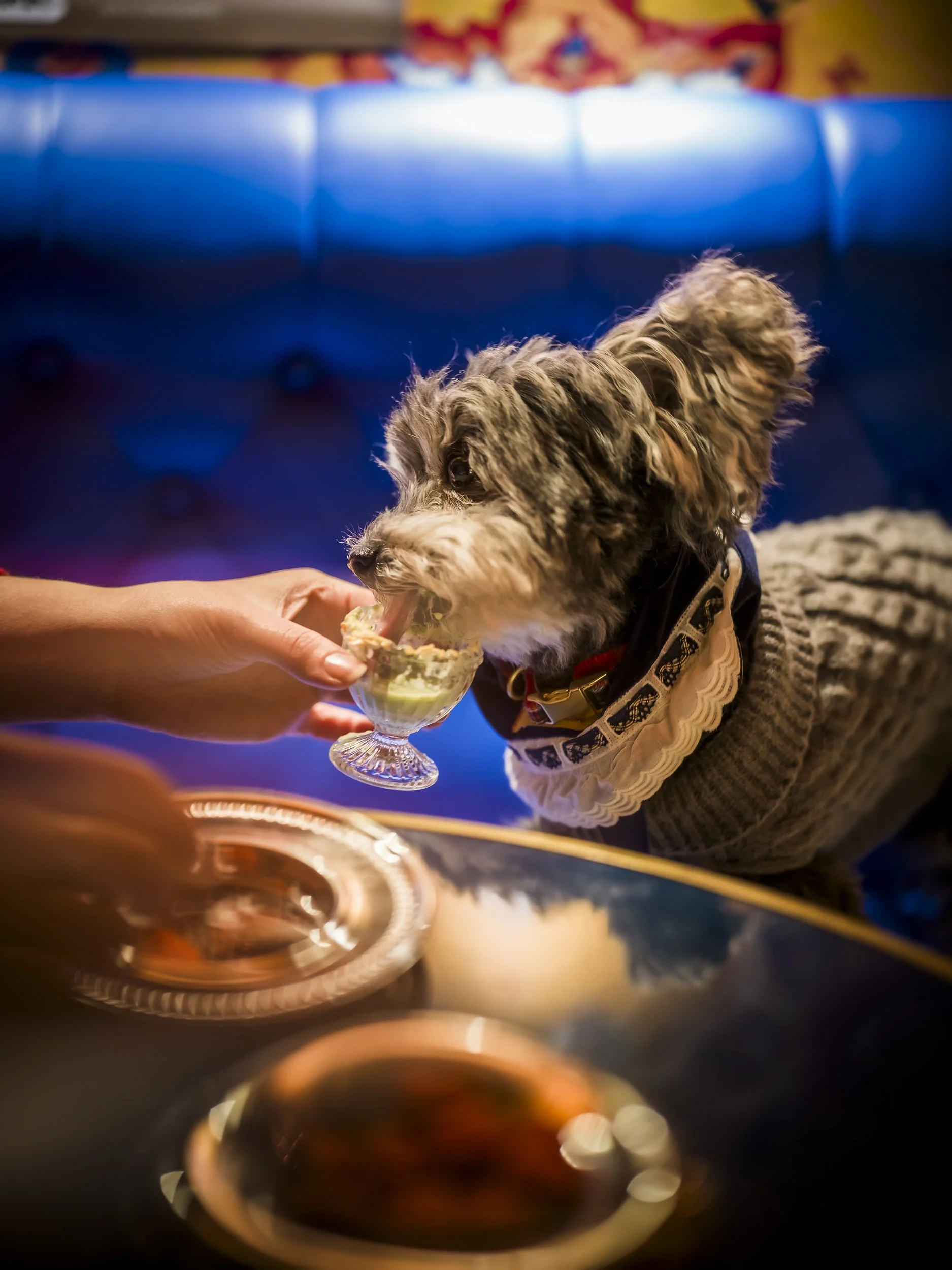 Cocktail Pawty