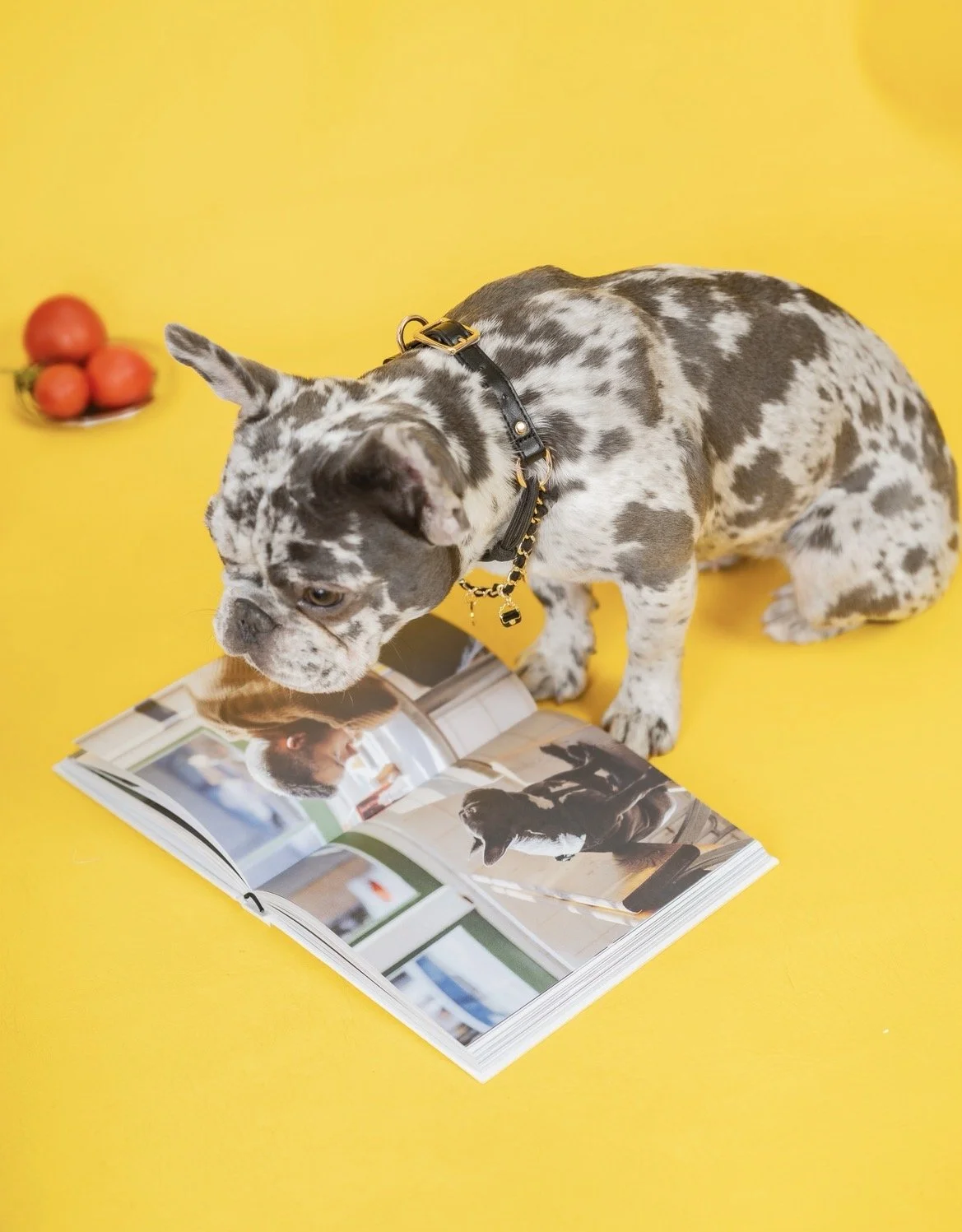 Voilà Concept, estudio fotográfico para perros en Barcelona: fotografía profesional de perros en Gràcia