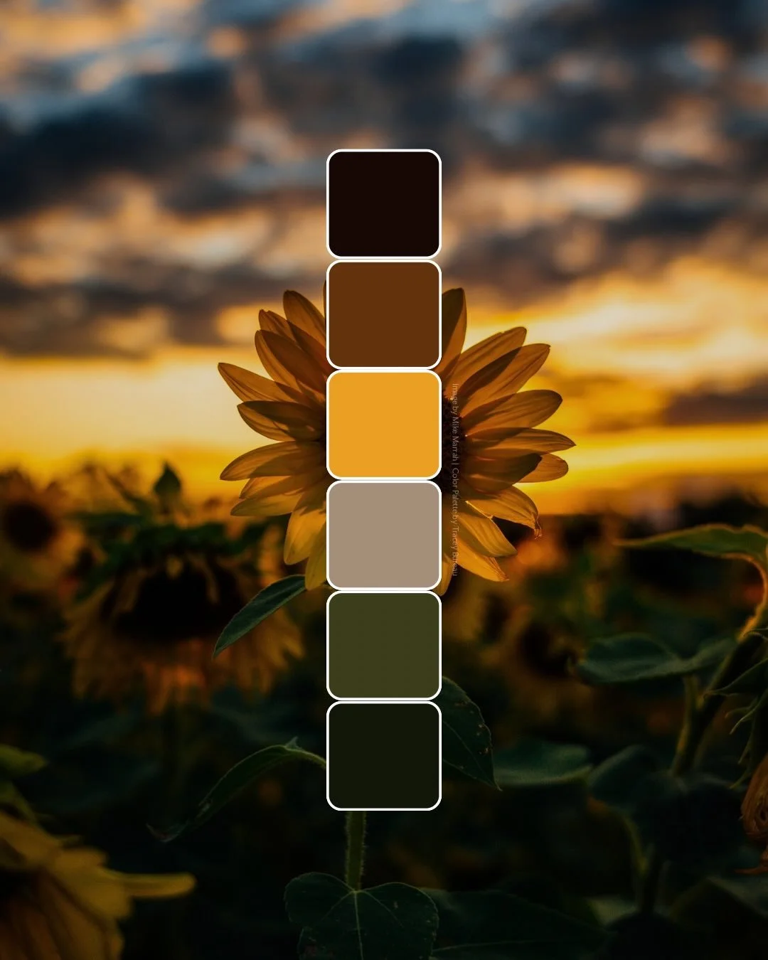 palette 004

warmth &middot; steadiness &middot; quiet depth

image by Mike Marrah via unsplash
palette by @bytraceybureau

#colorpalette #colorinspiration