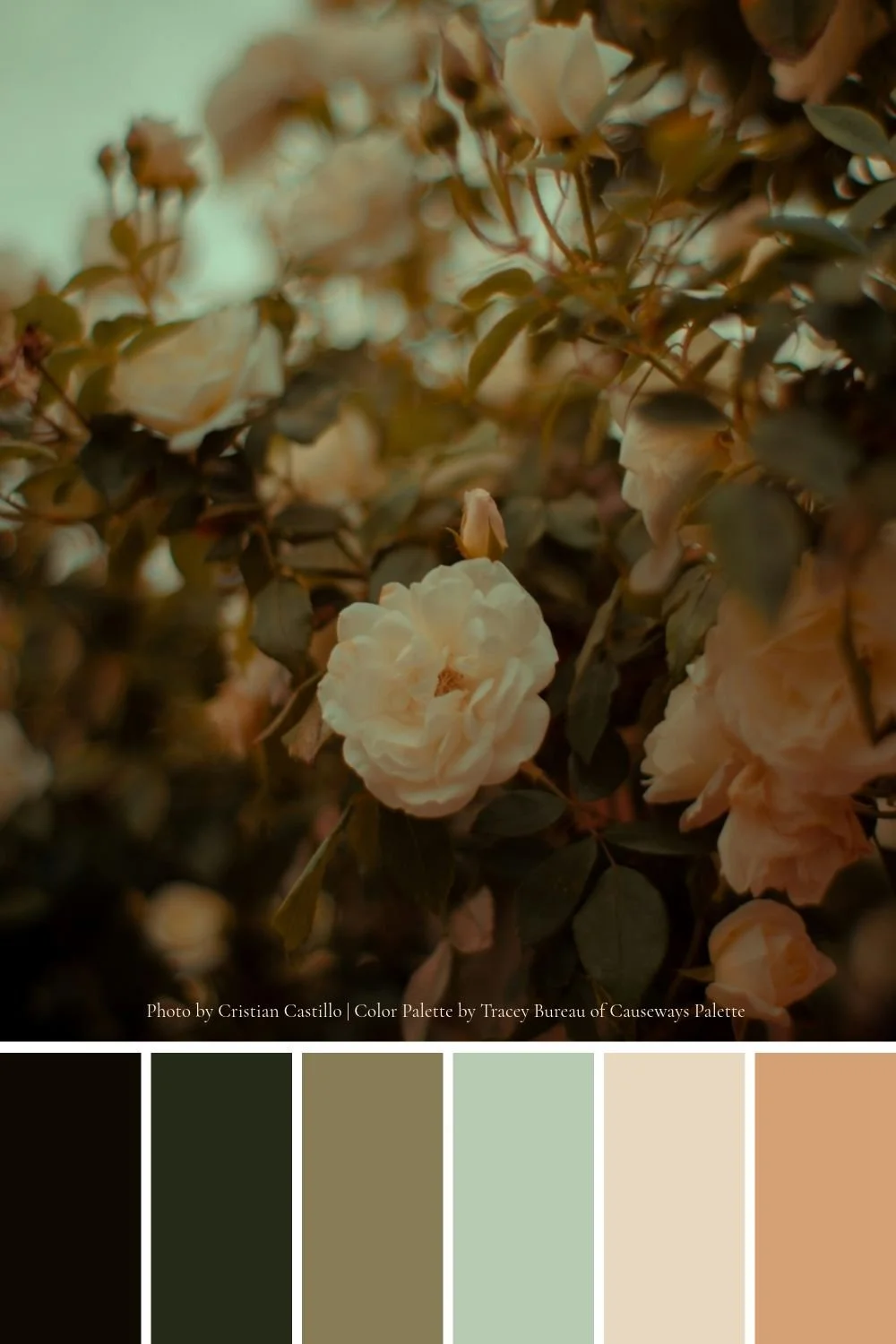 Hedgerow Rose