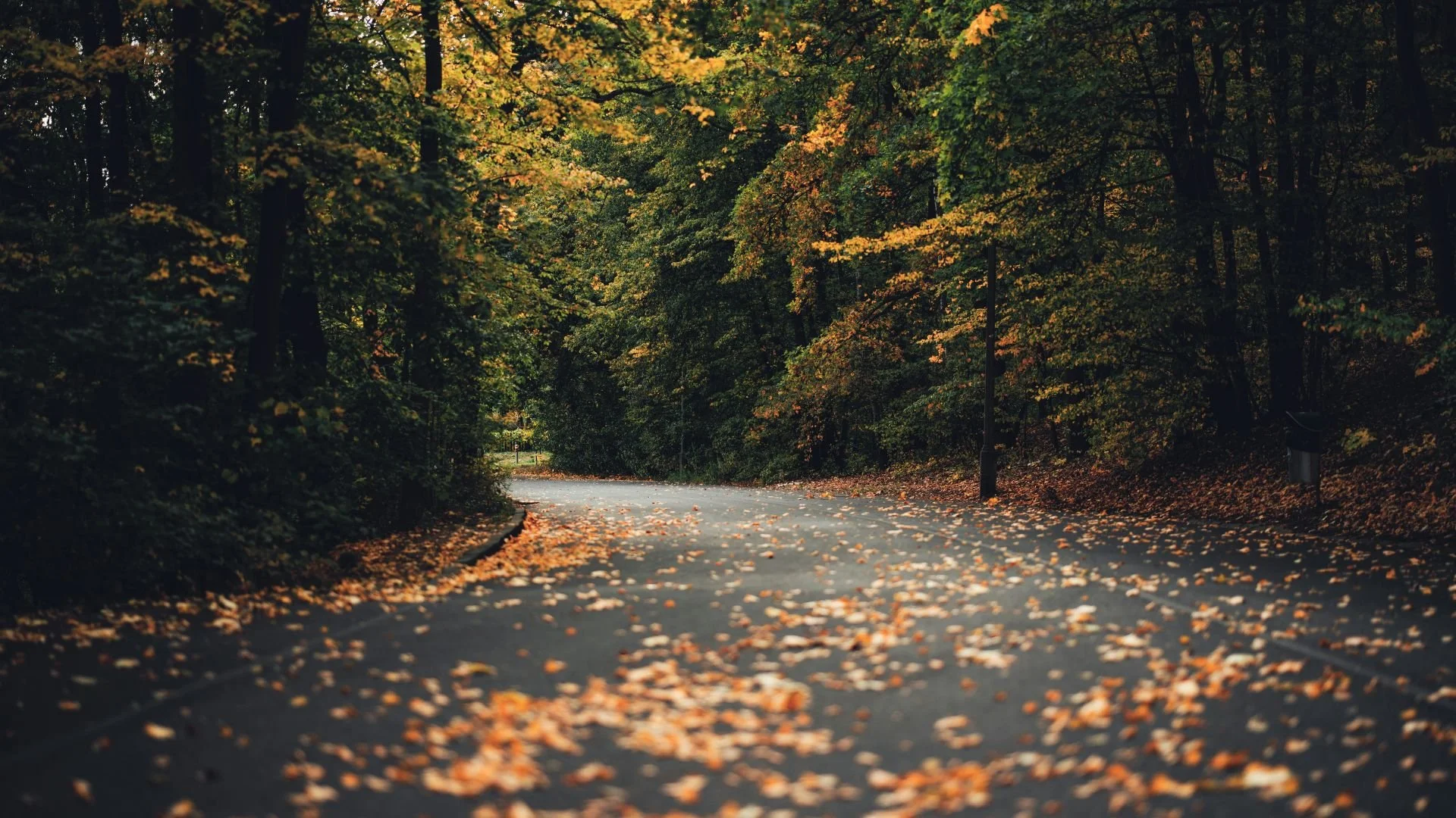 Tree-lined road with autumn leaves representing the Causeways Palette commitment to website accessibility and inclusive access.