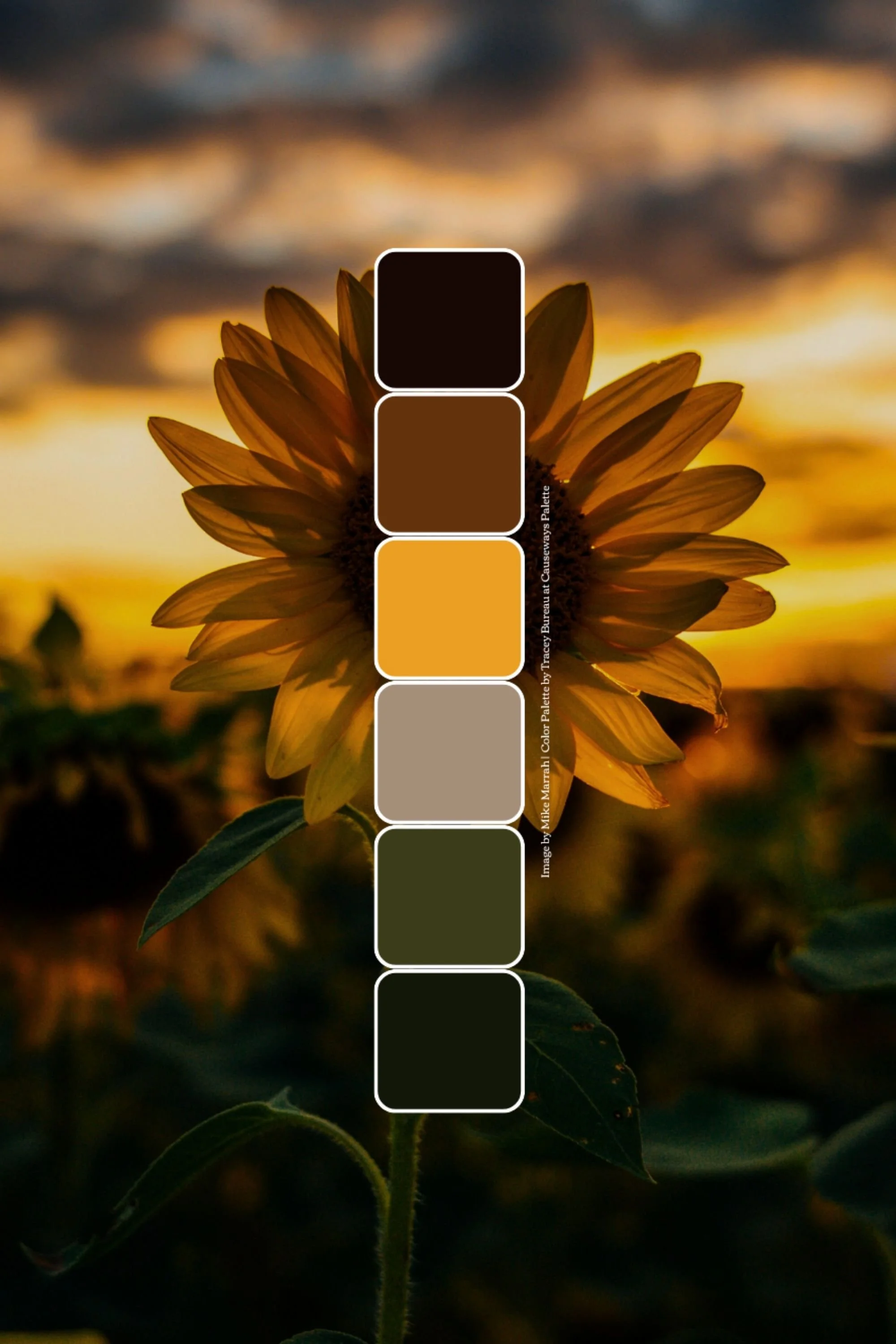 A sunflower with yellow petals during sunset or sunrise with a cloudy sky in the background.