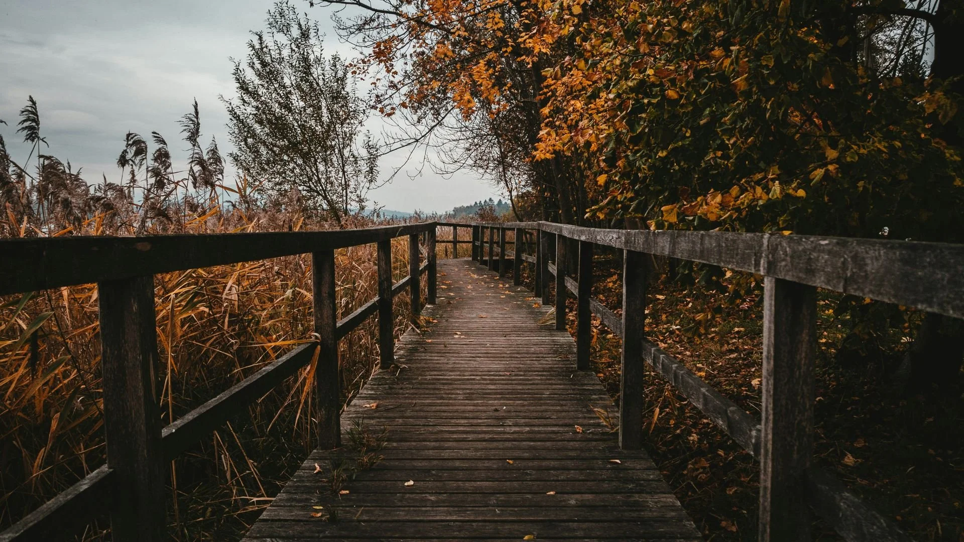 Wooden boardwalk leading through autumn reeds and trees representing the Causeways Palette Acceptable Use Policy.