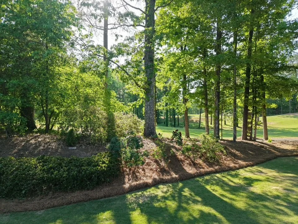 Sunlit wooded area with trees, shrubs, and a grassy lawn on a clear day.