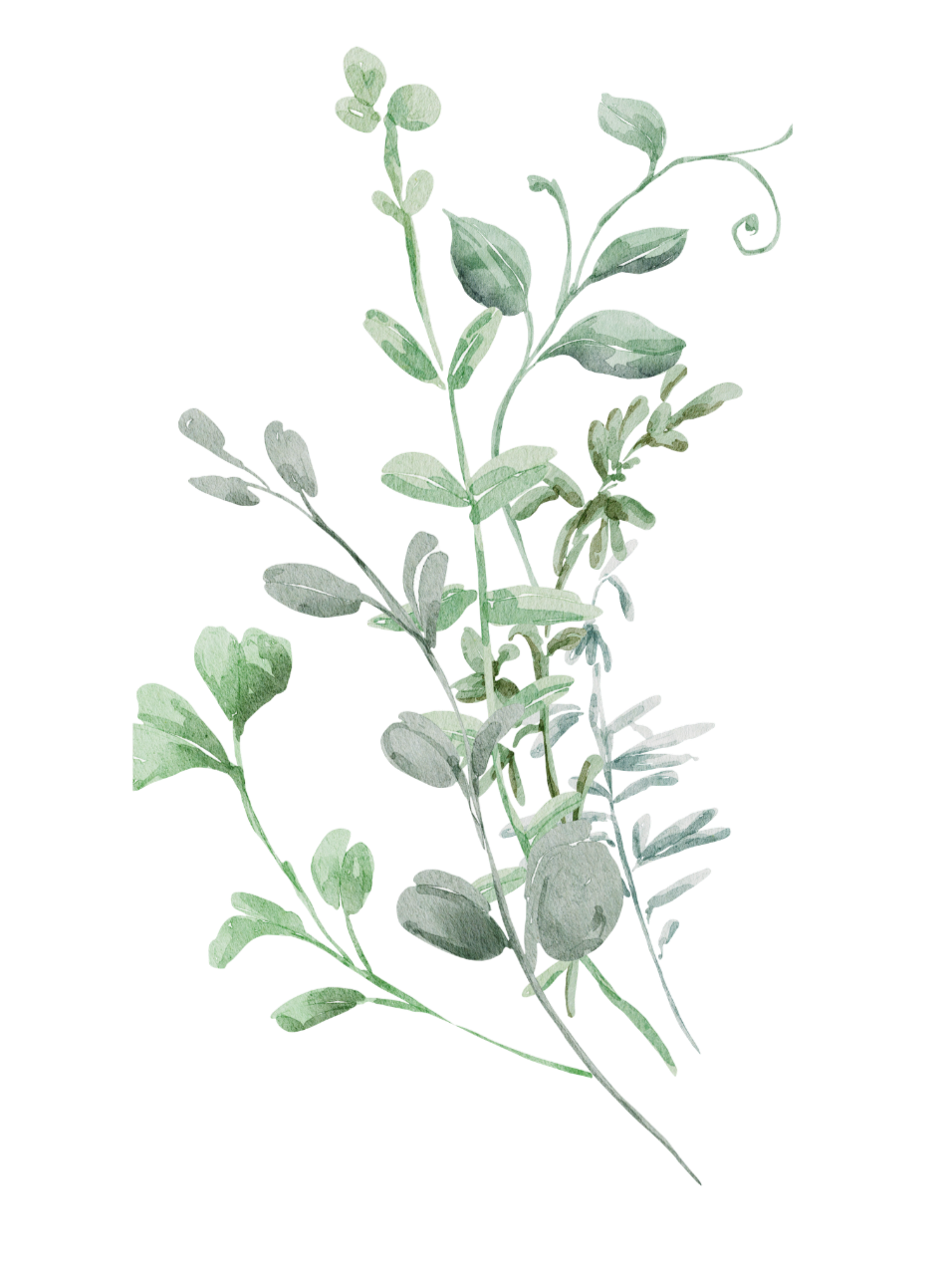 A drawing of a plant with green leaves and stems, no flowers or fruits.