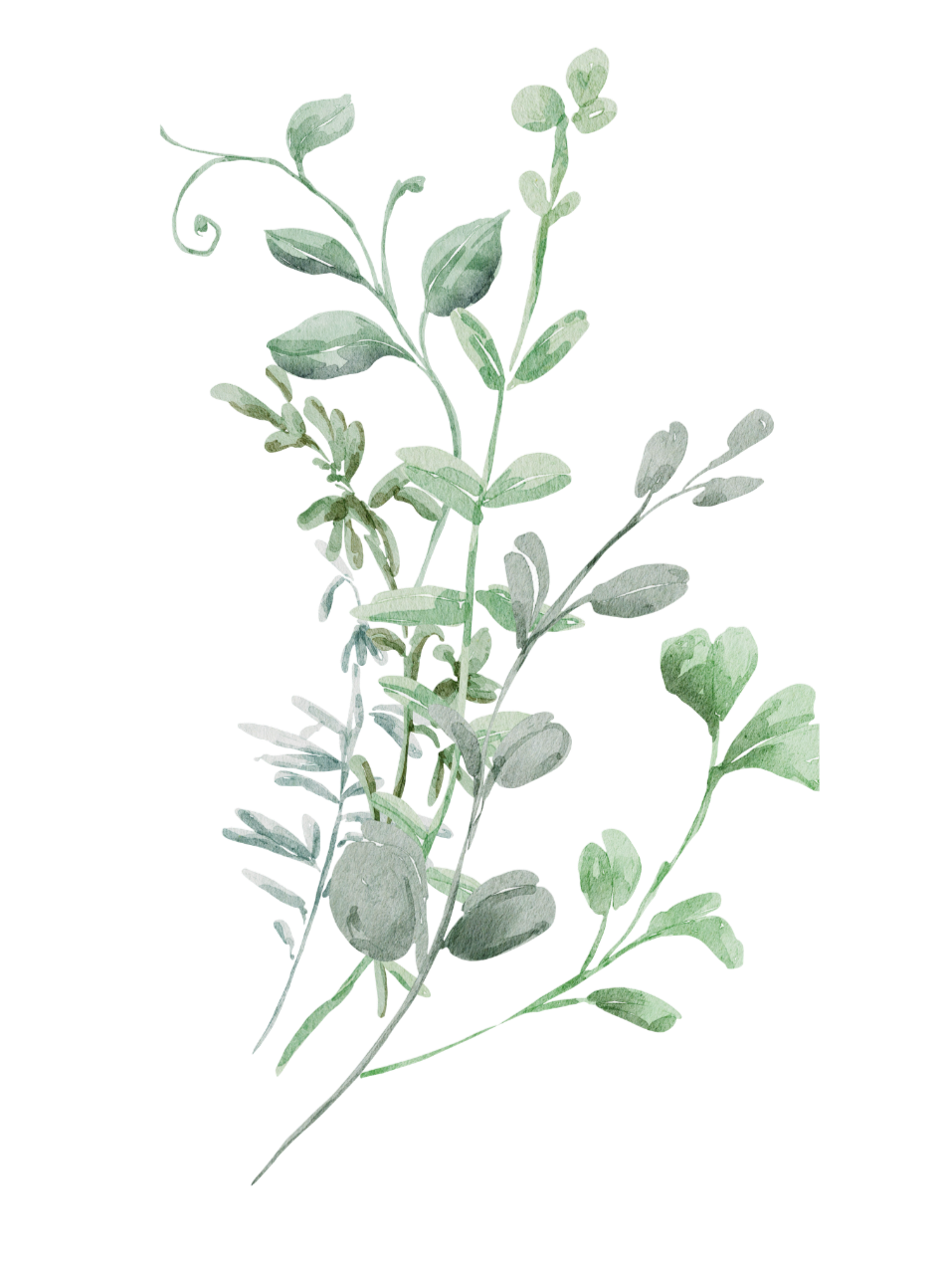 A sprig of fresh thyme with green leaves on a black background.