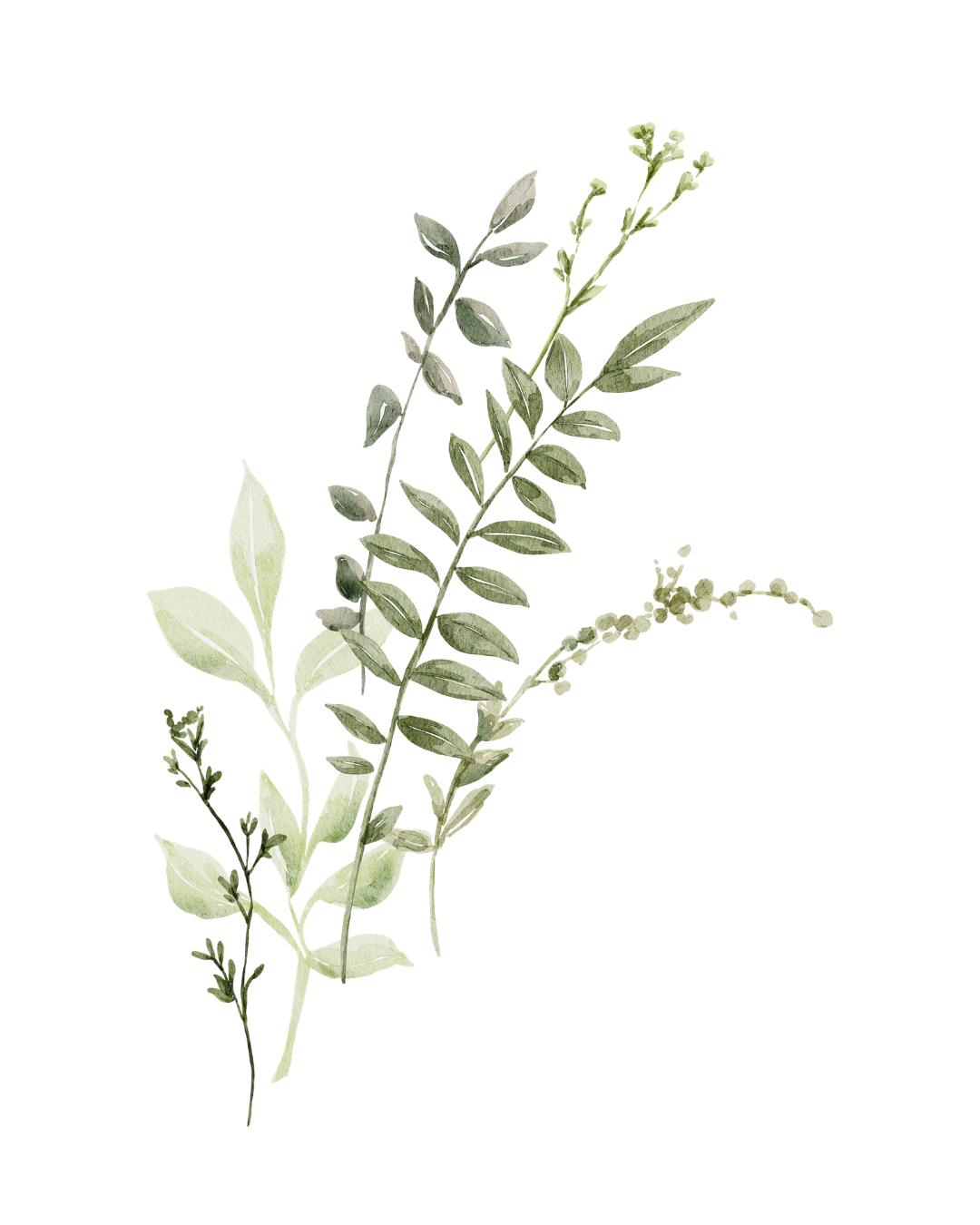 A collection of green and gray leaves and small flowers against a black background.