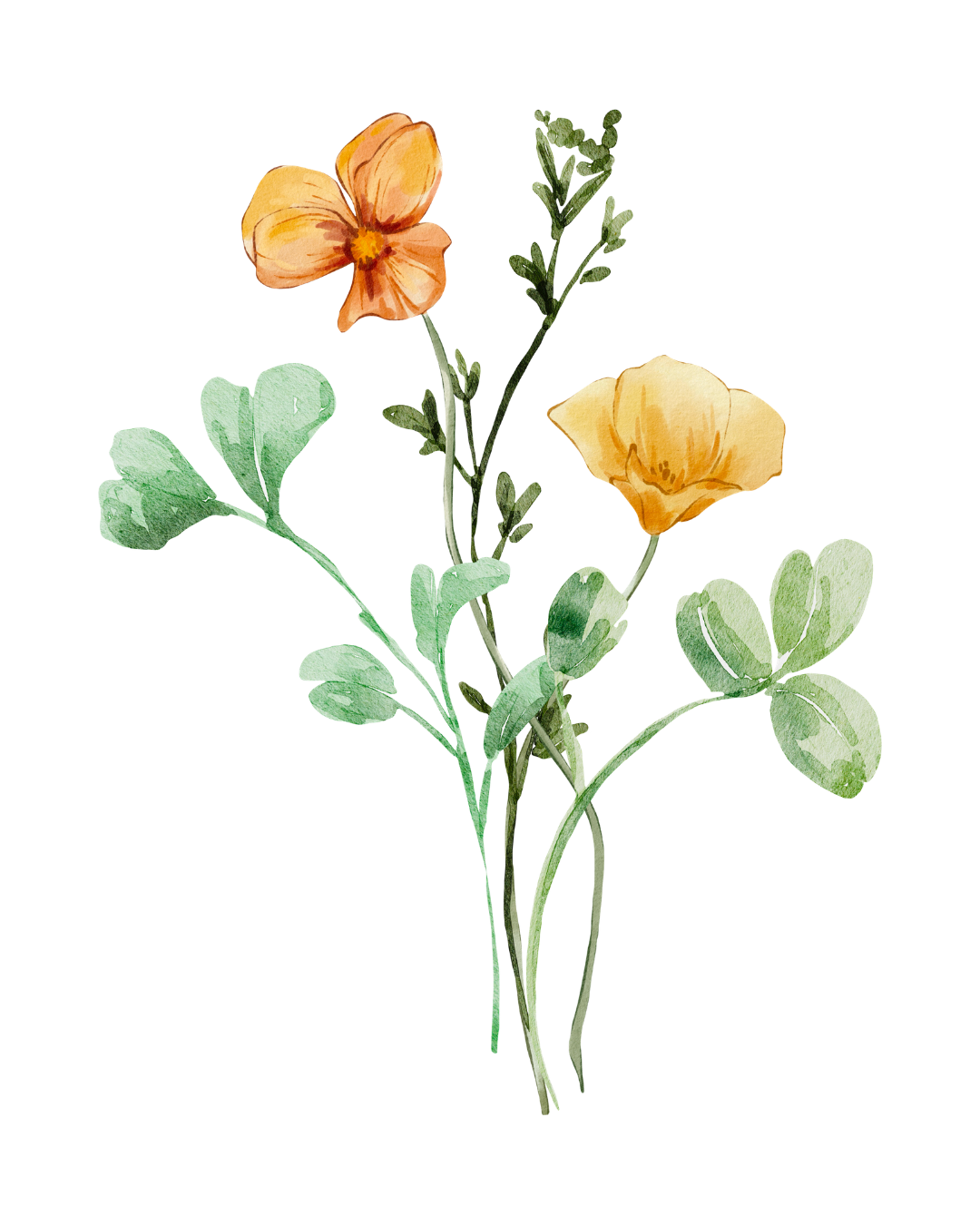 Watercolor illustration of a clover plant with three orange flowers.