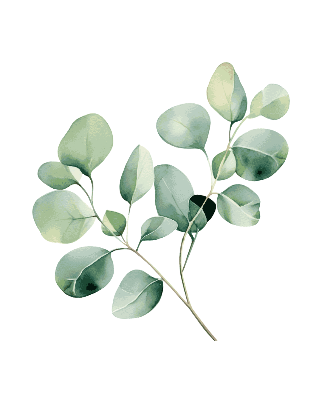 A bunch of eucalyptus leaves with green and gray tones.