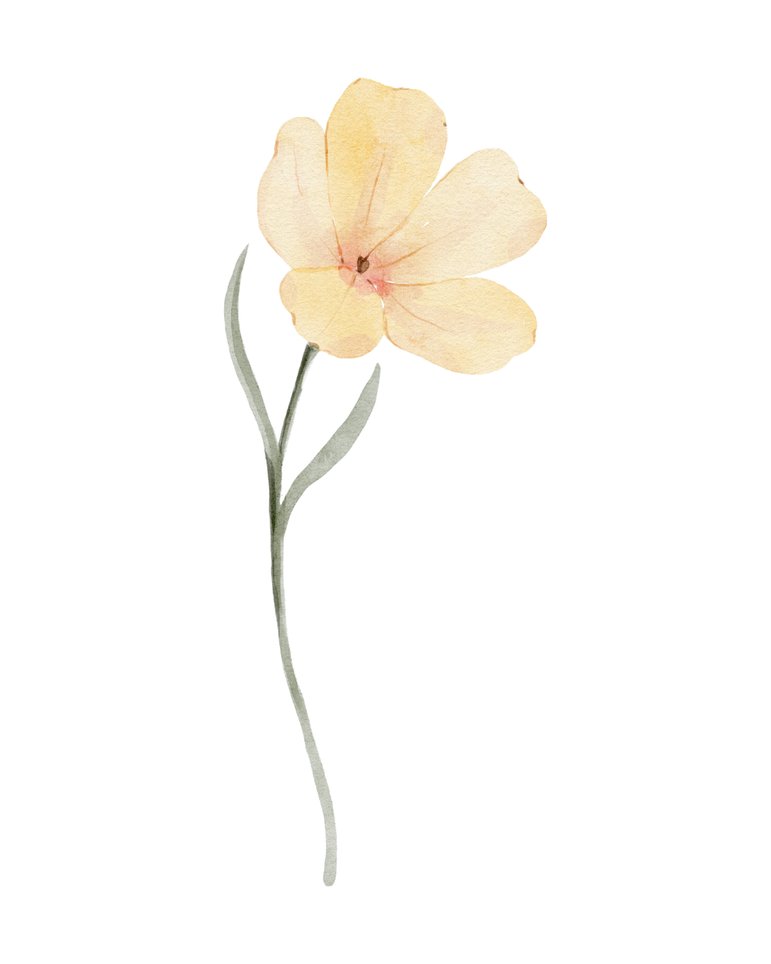 A watercolor illustration of a cream-colored flower with five petals, a pinkish center, and slender green leaves.