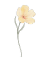 A watercolor illustration of a cream-colored flower with five petals, a pinkish center, and slender green leaves.