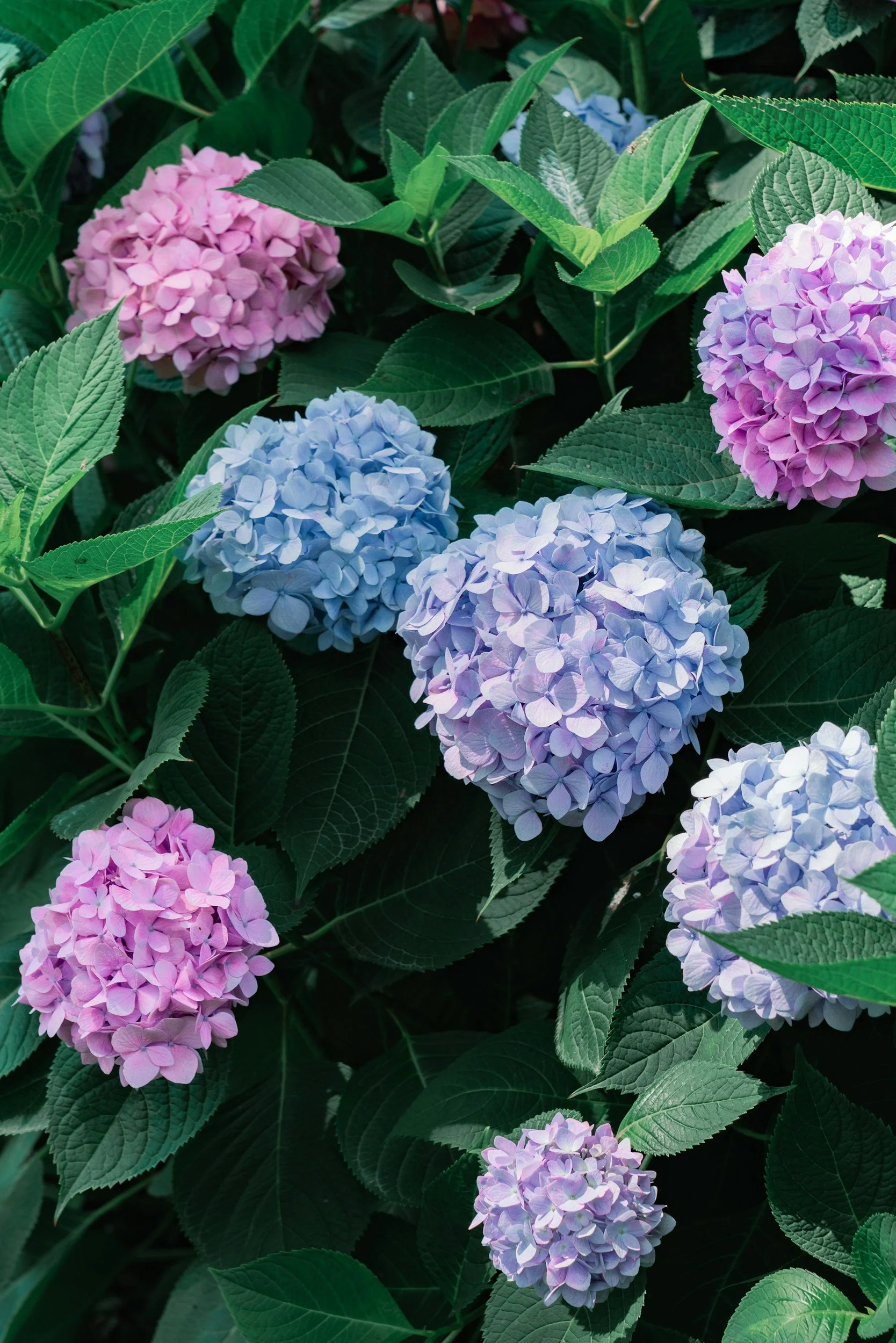 Coastal hydrangeas reflecting the welcoming, community-focused culture of Snug Harbor Home Care on the South Shore of Massachusetts.